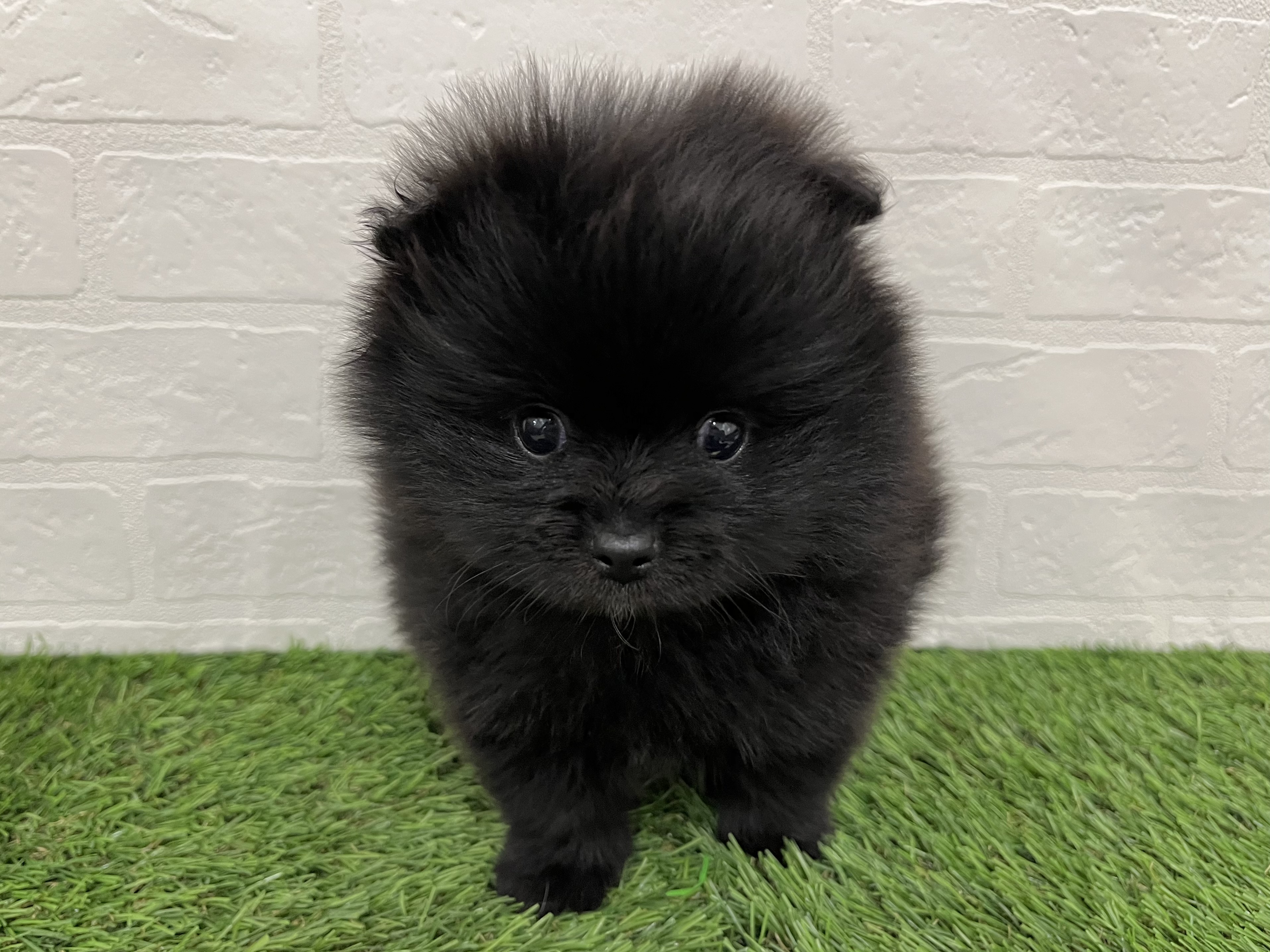 神奈川県のポメラニアン (ワンニャンハウス新山下店/2025年10月27日生まれ/男の子/ブラック)の子犬の1枚目の画像