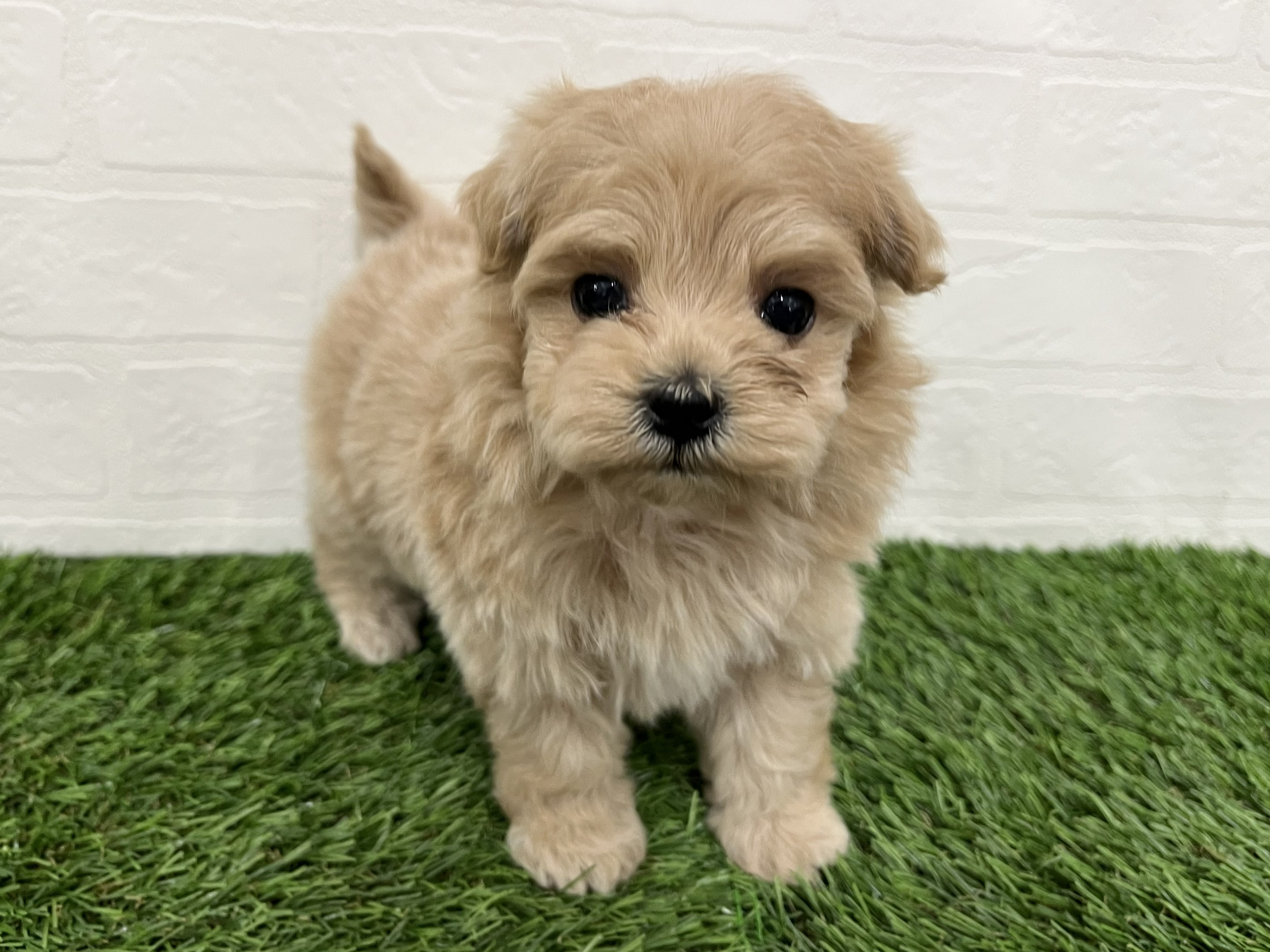 神奈川県のマルプー(マルチーズ×プードル) (ワンニャンハウス新山下店/2026年2月10日生まれ/女の子/アプリコット)の子犬の2枚目の画像