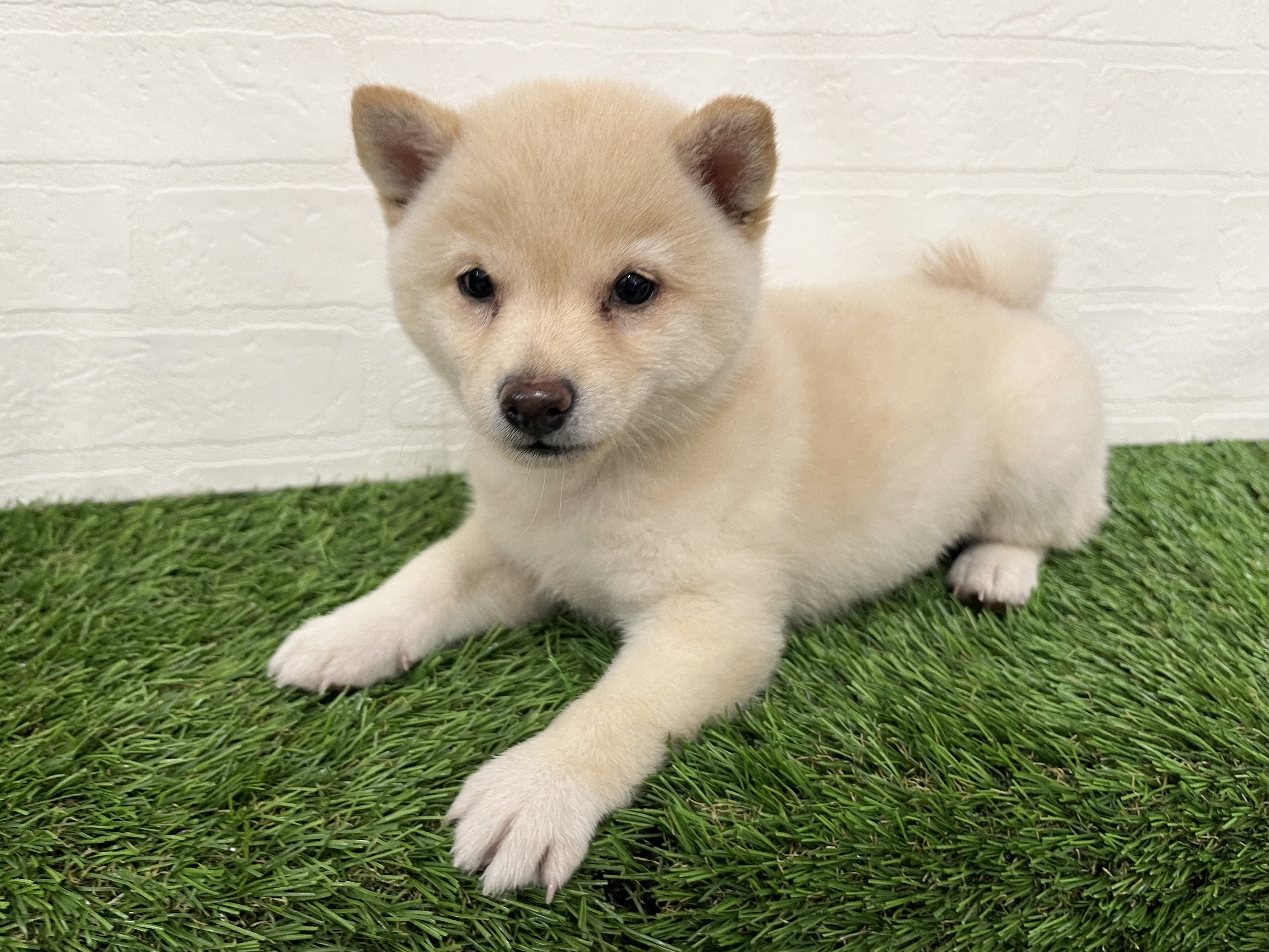 神奈川県の豆柴 (ワンニャンハウス新山下店/2026年6月14日生まれ/女の子/白)の子犬の3枚目の画像
