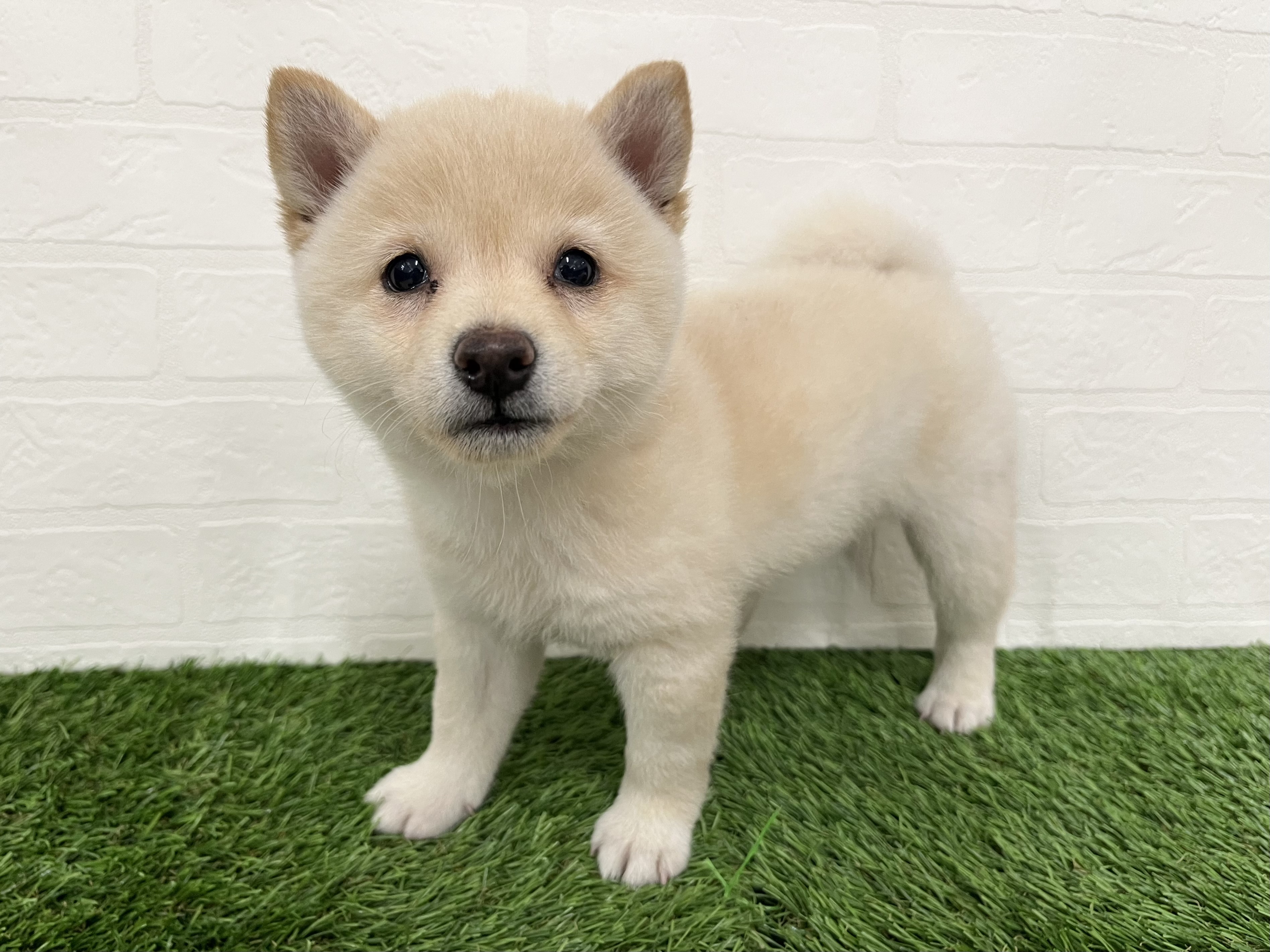 神奈川県の豆柴 (ワンニャンハウス新山下店/2026年6月14日生まれ/女の子/白)の子犬の1枚目の画像