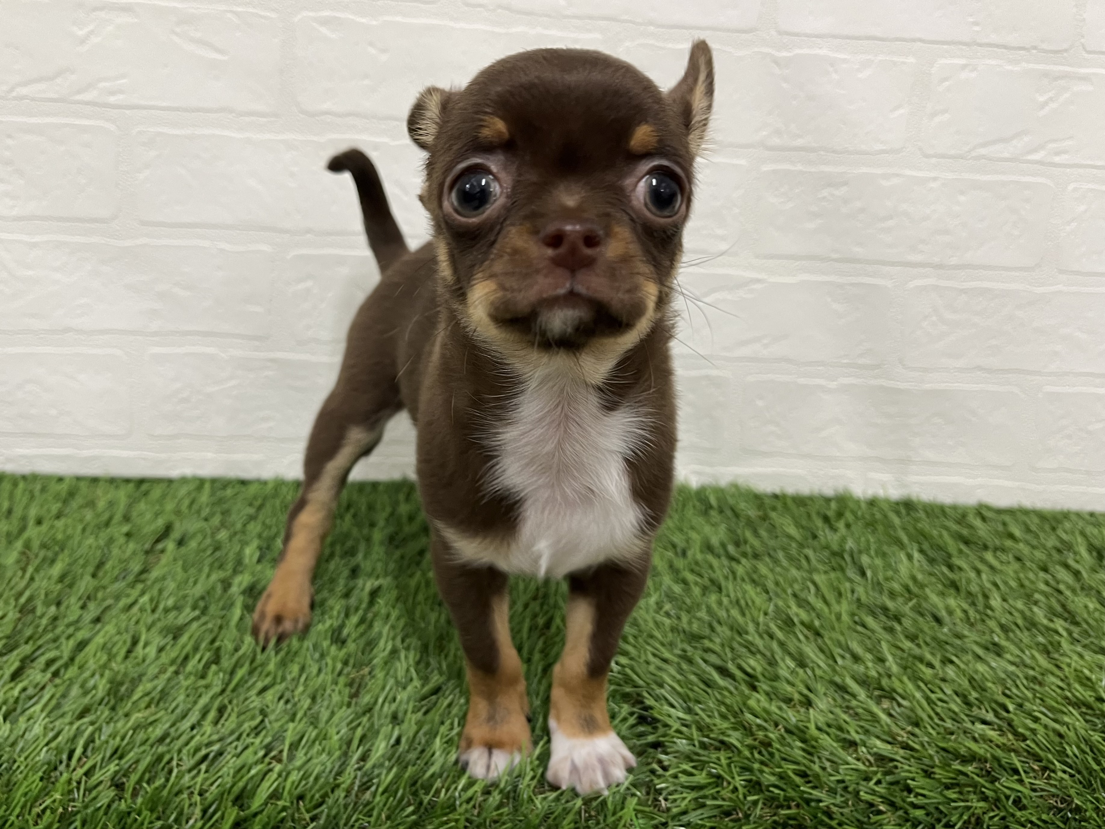 神奈川県のチワワ(ロング) (ワンニャンハウス新山下店/2025年10月9日生まれ/男の子/チョコレートタン)の子犬の1枚目の画像