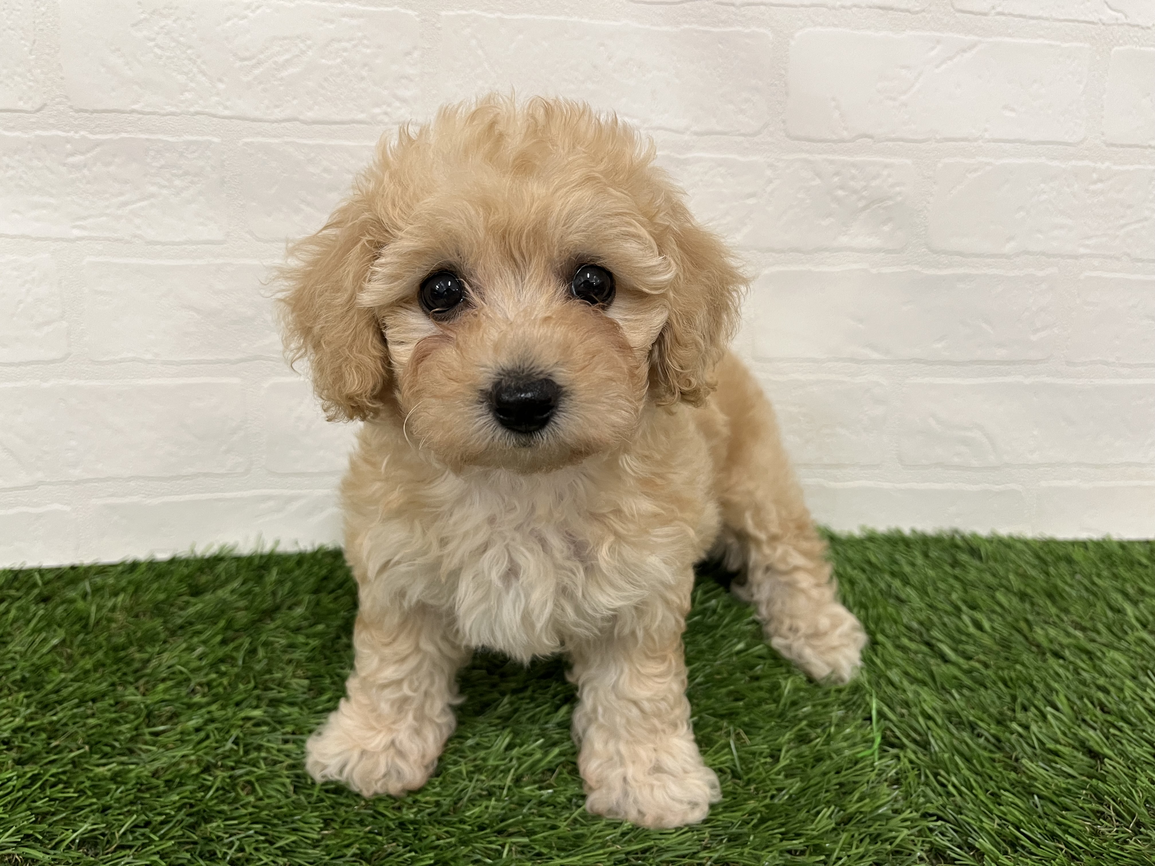 神奈川県のハーフ犬・ミックス犬 (ワンニャンハウス新山下店/2025年8月4日生まれ/女の子/アプリコット)の子犬の1枚目の画像