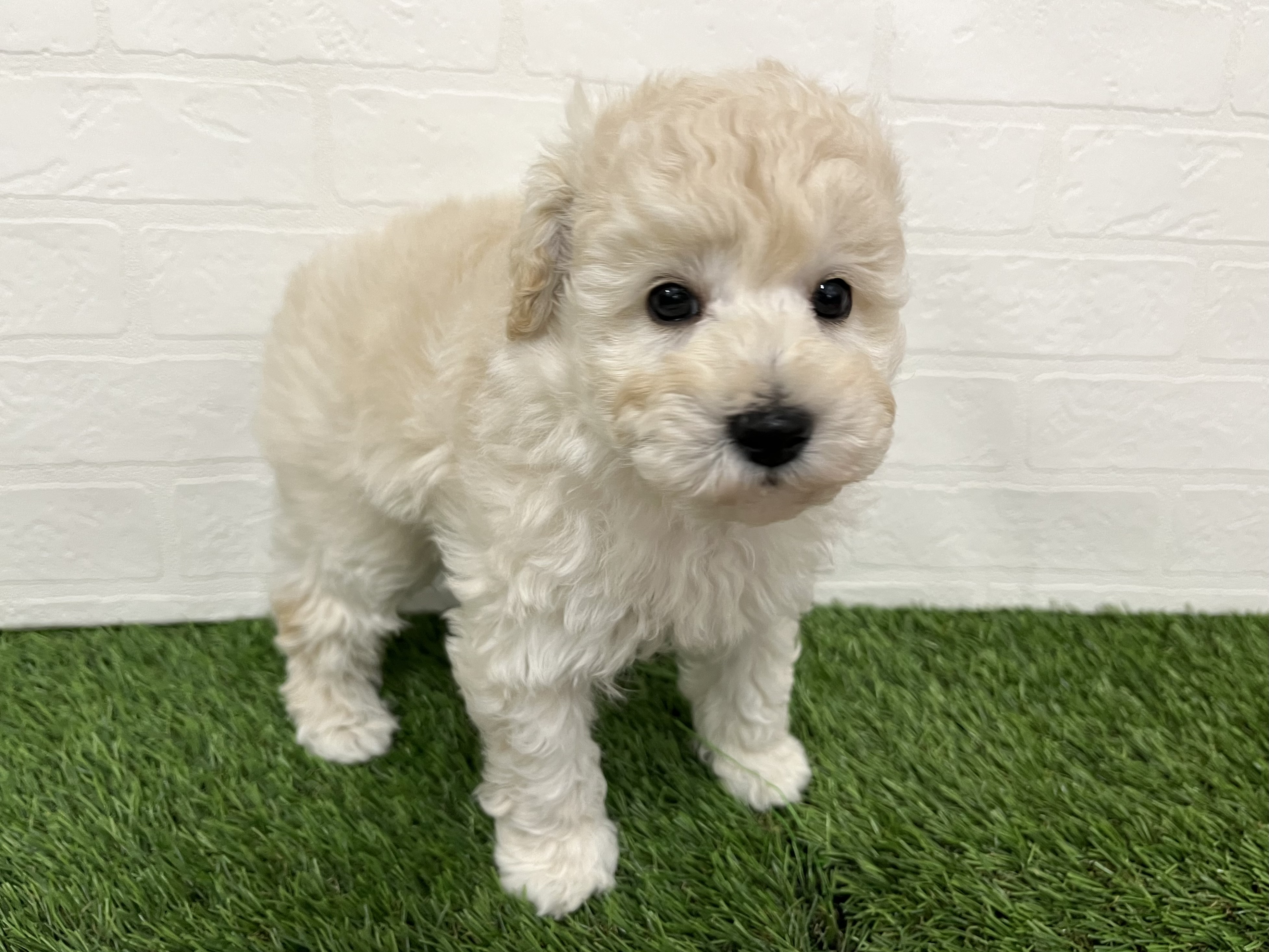 神奈川県のトイプードル(トイ) (ワンニャンハウス新山下店/2025年11月12日生まれ/男の子/クリーム)の子犬の2枚目の画像