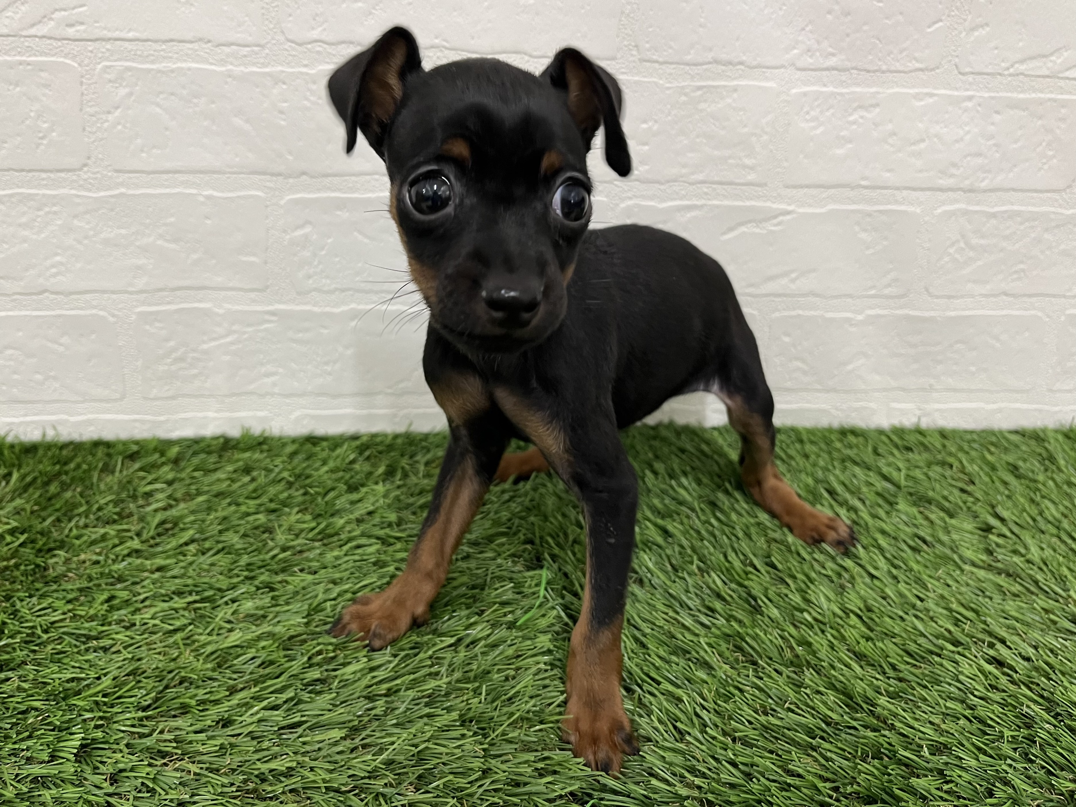 神奈川県のミニチュアピンシャー (ワンニャンハウス新山下店/2025年10月25日生まれ/女の子/ブラックタン)の子犬の2枚目の画像