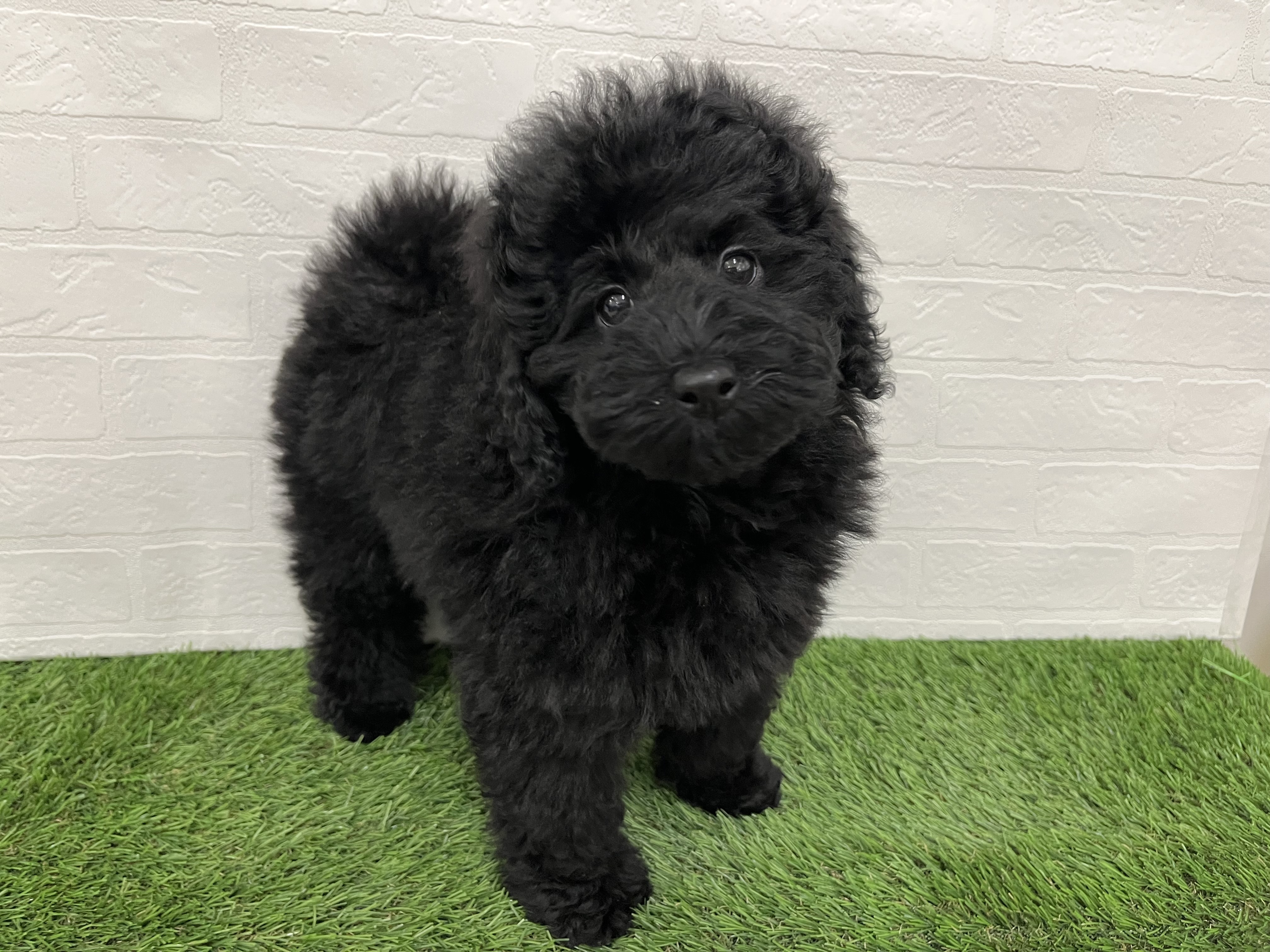 神奈川県のプードル（ミディアム） (ワンニャンハウス新山下店/2025年9月14日生まれ/男の子/ブラック)の子犬の2枚目の画像