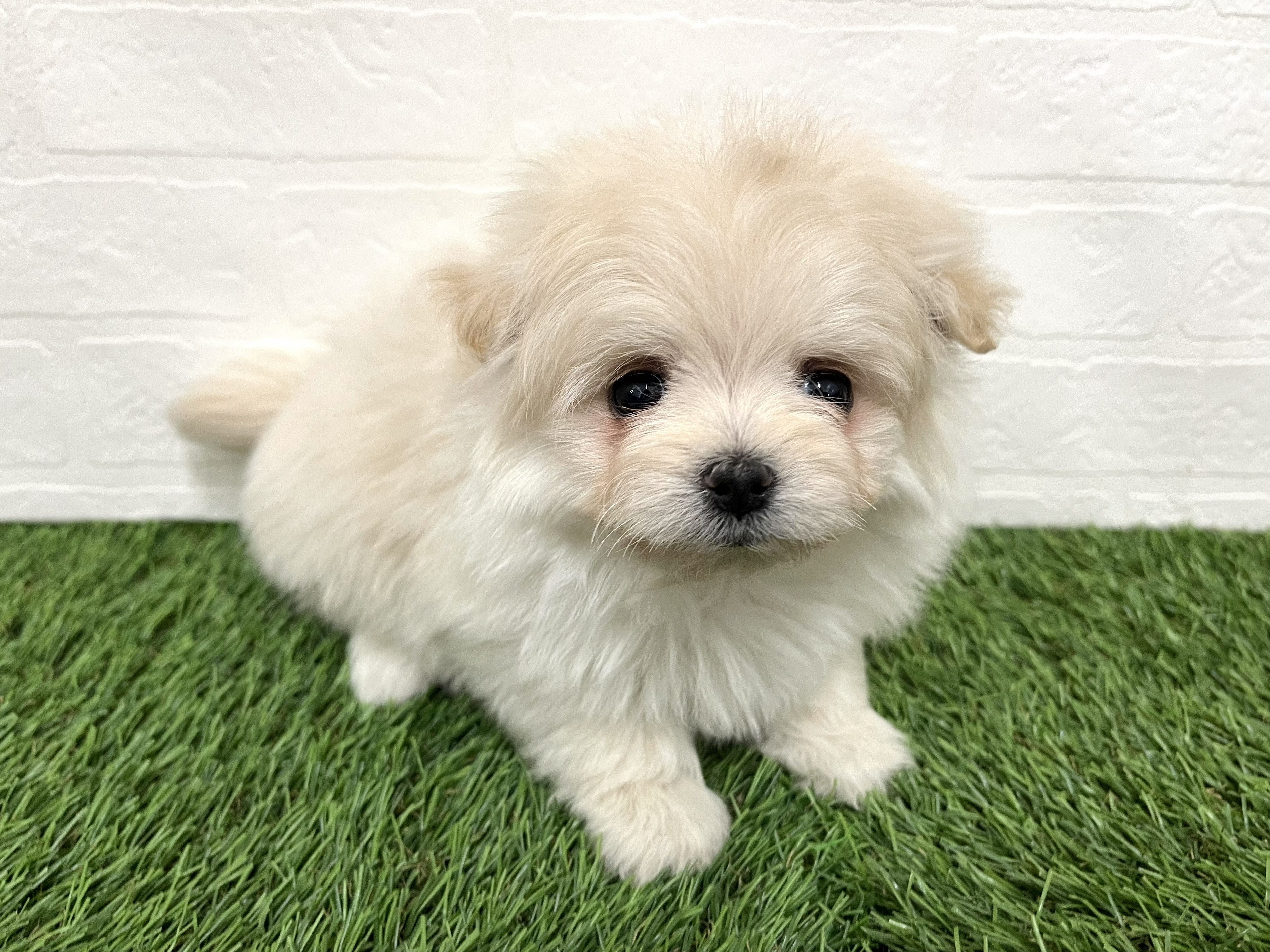 神奈川県のポメマル/マルポメ(ポメラニアン×マルチーズ) (ワンニャンハウス新山下店/2025年12月21日生まれ/女の子/クリーム)の子犬の1枚目の画像