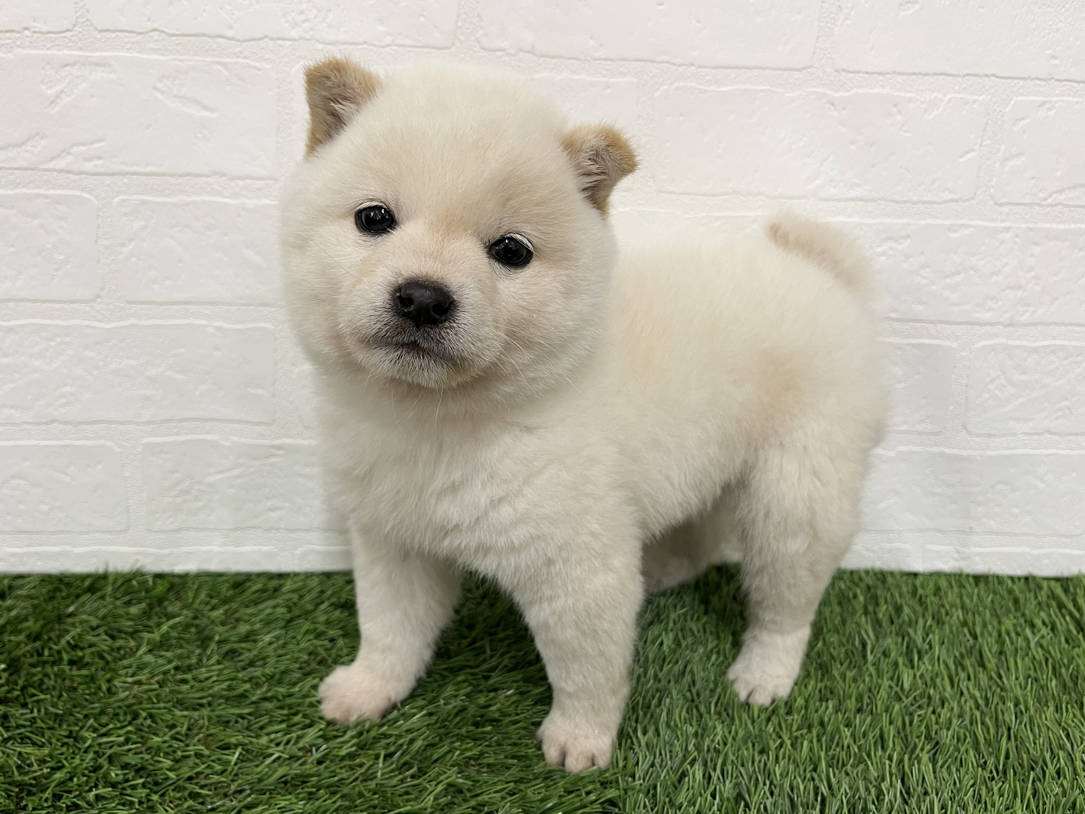 神奈川県の豆柴 (ワンニャンハウス新山下店/2026年2月15日生まれ/男の子/白)の子犬の3枚目の画像