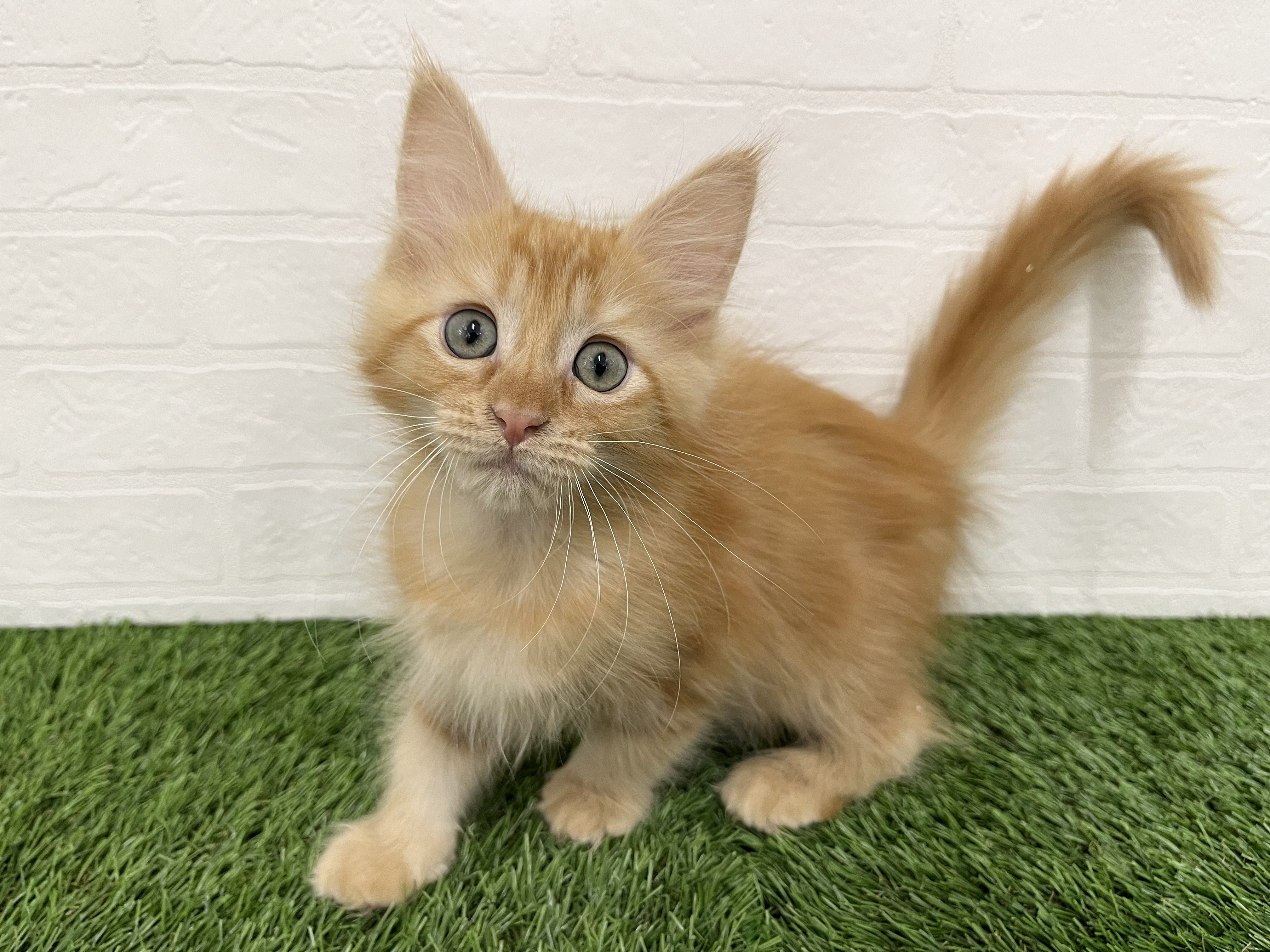 神奈川県のメインクーン (ワンニャンハウス新山下店/2026年1月20日生まれ/女の子/レッドタビー)の子猫の3枚目の画像