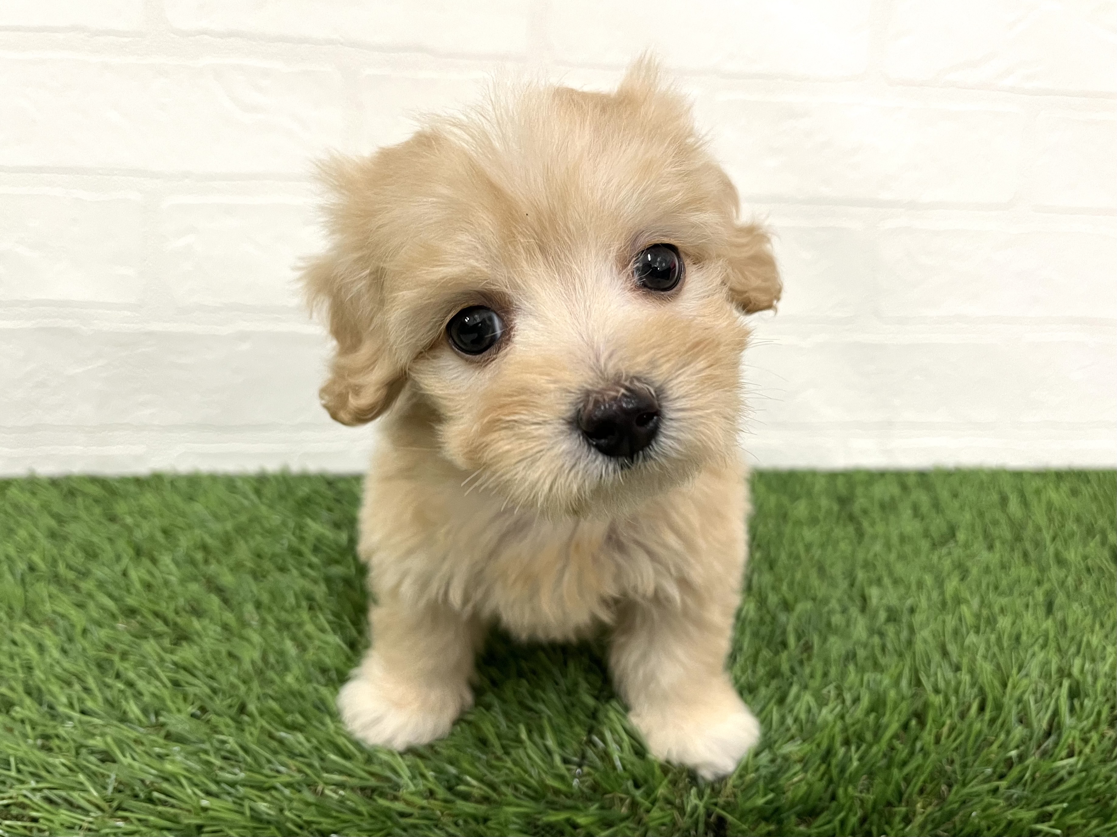 神奈川県のマルックス(マルチーズ×ダックス) (ワンニャンハウス新山下店/2025年11月25日生まれ/男の子/イエロー)の子犬