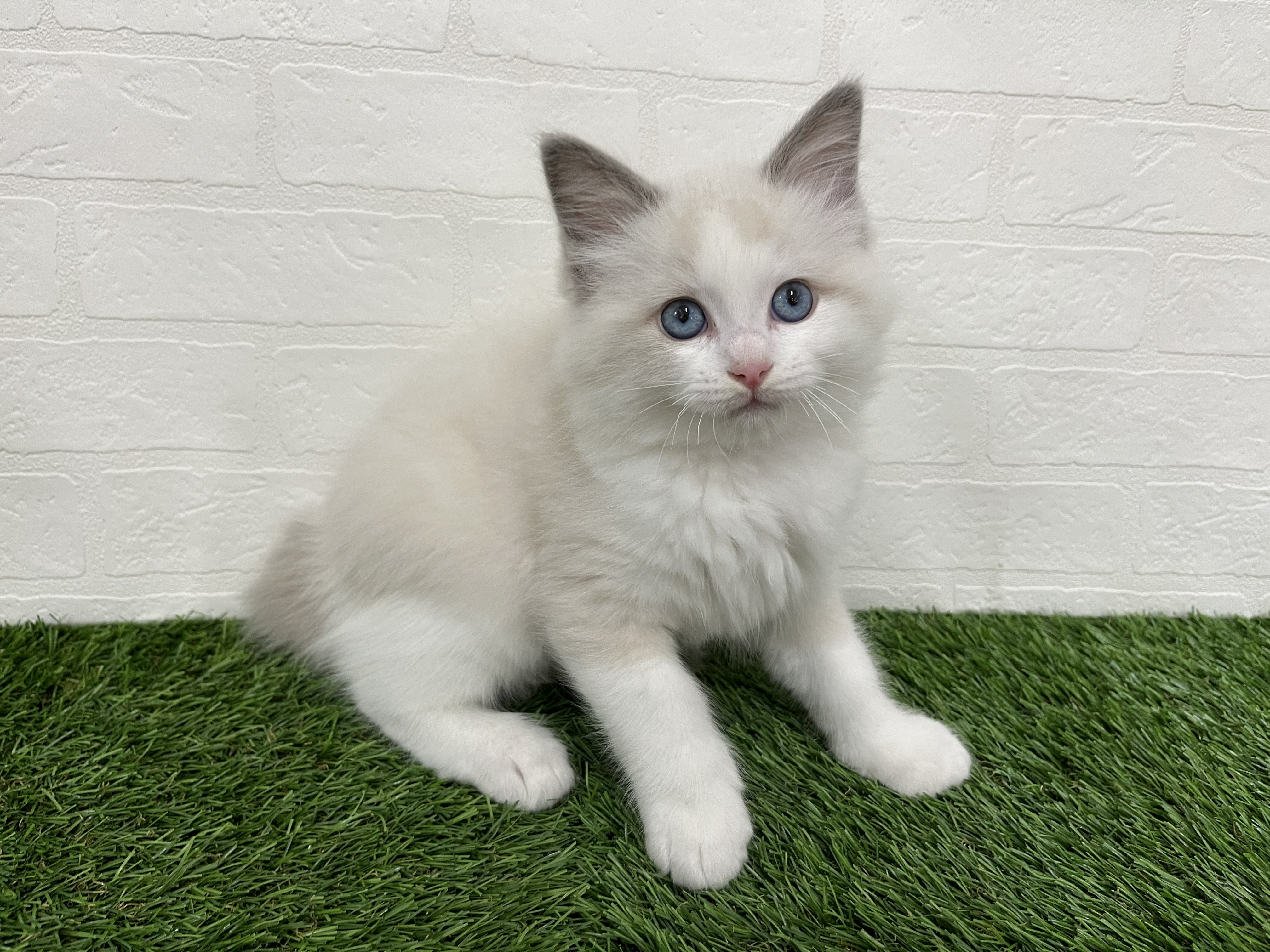 神奈川県のラグドール (ワンニャンハウス新山下店/2026年2月6日生まれ/男の子/ブルーポイントバイカラー)の子猫の4枚目の画像