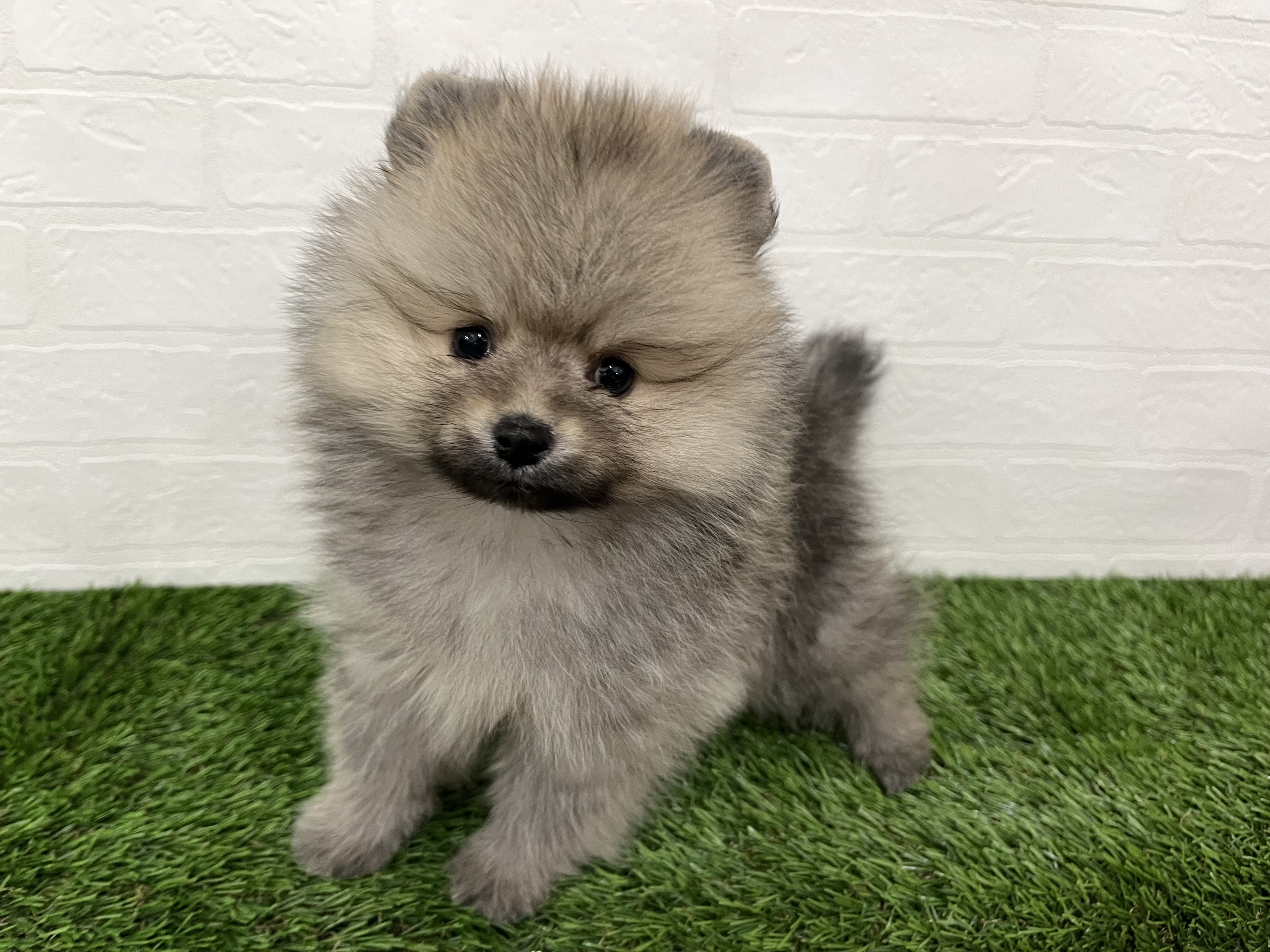 神奈川県のポメラニアン (ワンニャンハウス新山下店/2025年11月9日生まれ/男の子/クリームセーブル)の子犬の3枚目の画像