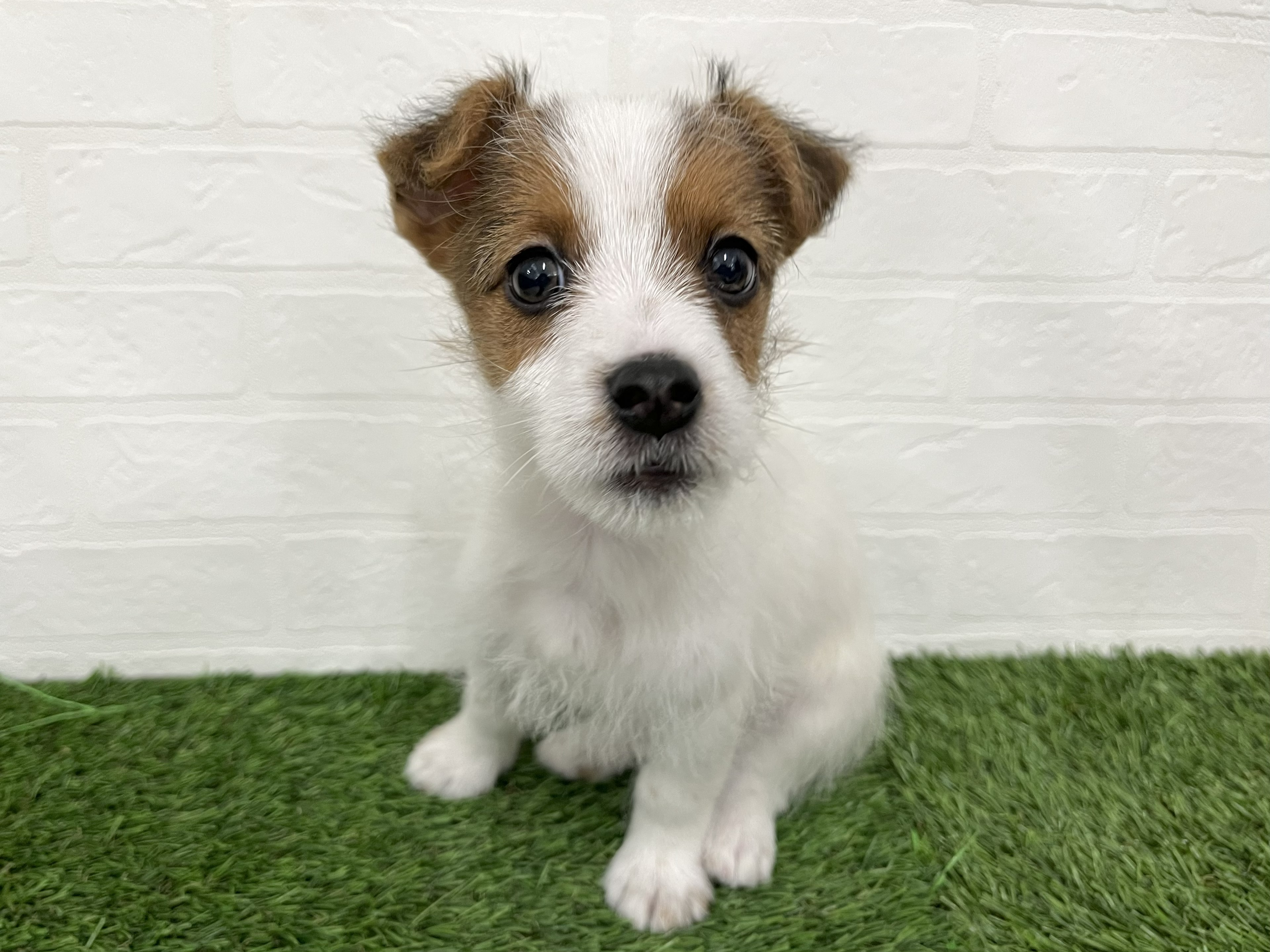 神奈川県のジャックラッセルテリア (ワンニャンハウス新山下店/2025年12月22日生まれ/男の子/ホワイトタン)の子犬の2枚目の画像