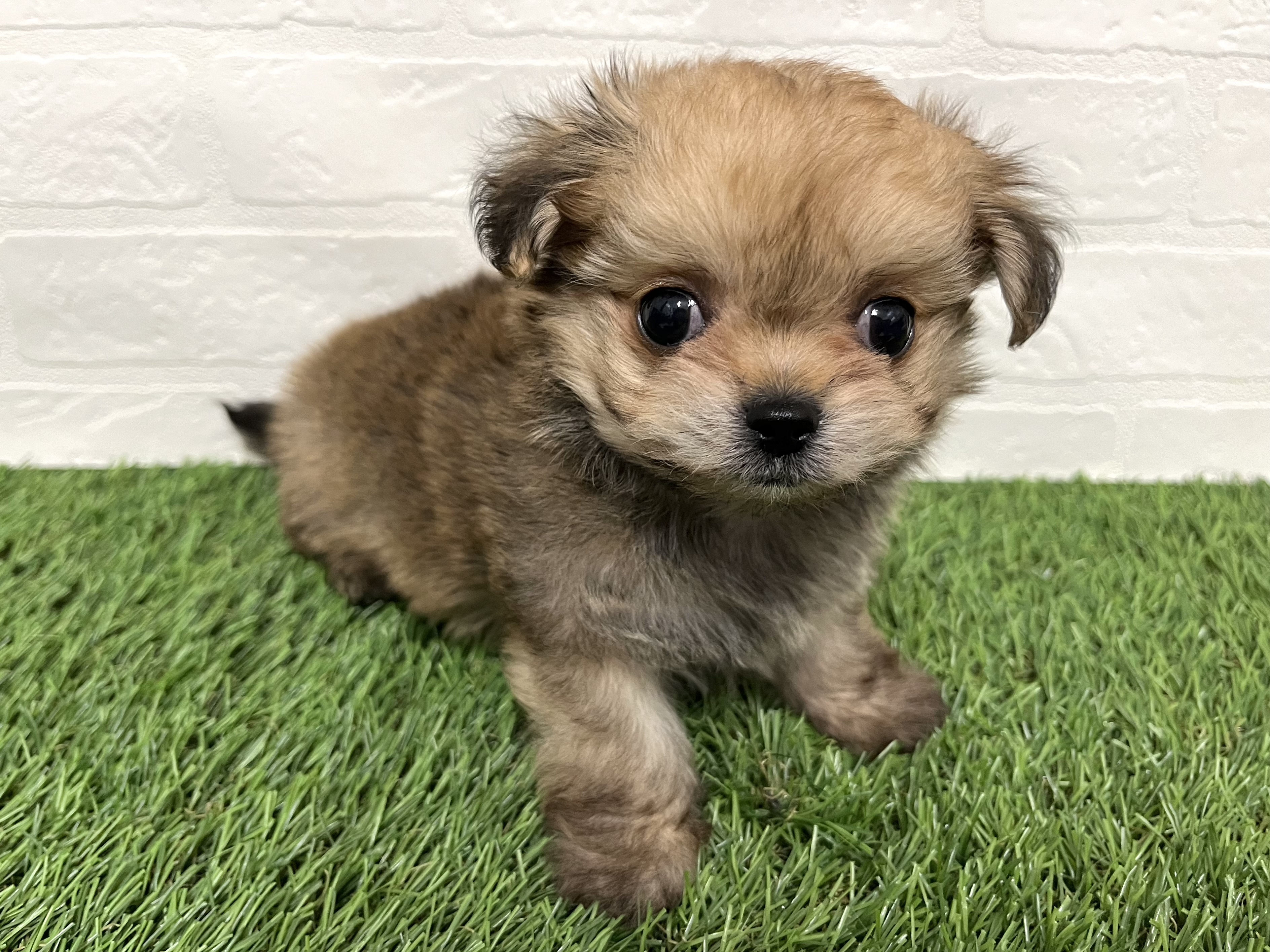 神奈川県のチワマル/マルチワ(チワワ×マルチーズ) (ワンニャンハウス新山下店/2025年9月6日生まれ/男の子/フォーン)の子犬の2枚目の画像