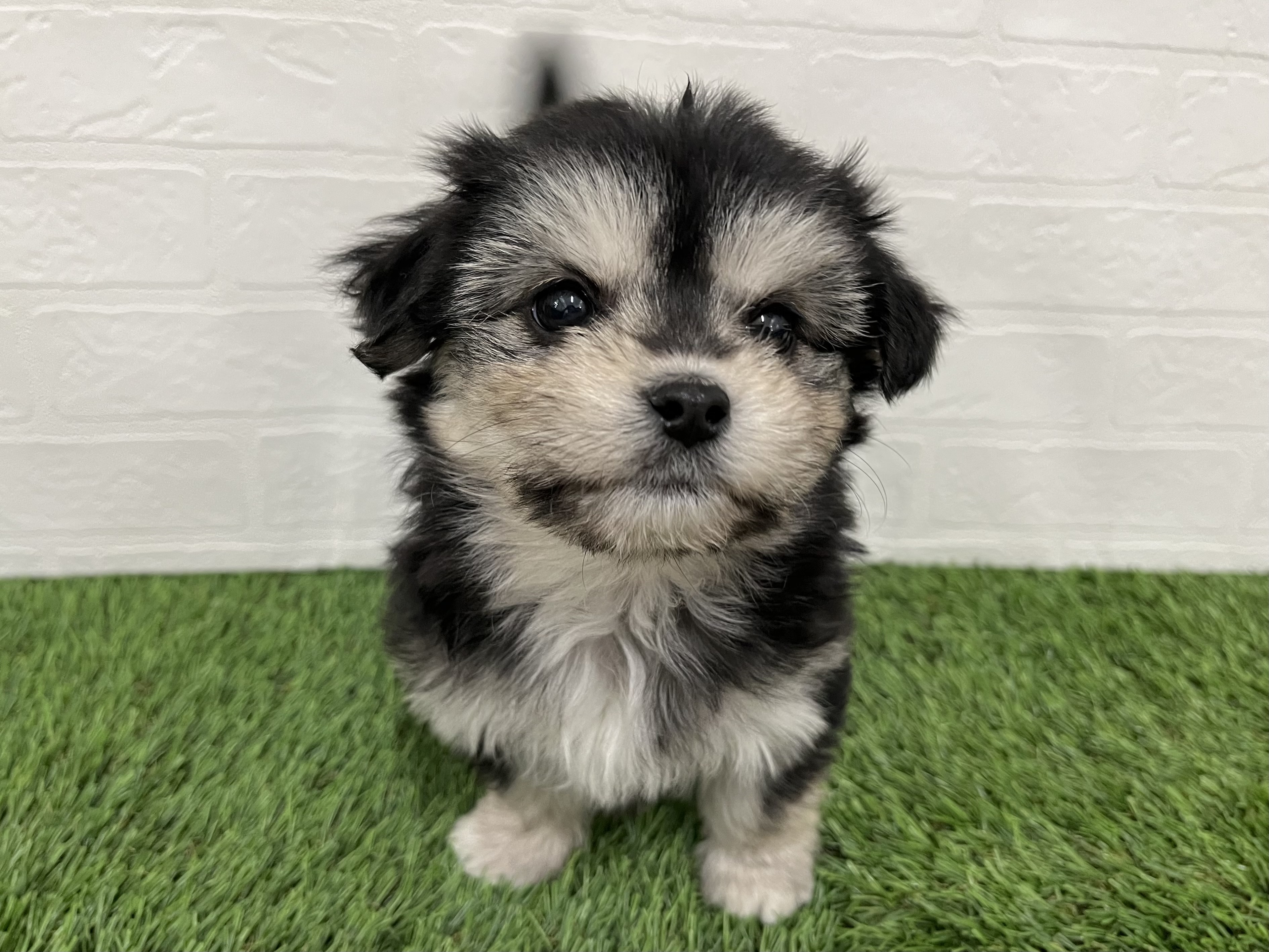 神奈川県のチワマル/マルチワ(チワワ×マルチーズ) (ワンニャンハウス新山下店/2025年10月23日生まれ/女の子/ブラックタン)の子犬の3枚目の画像