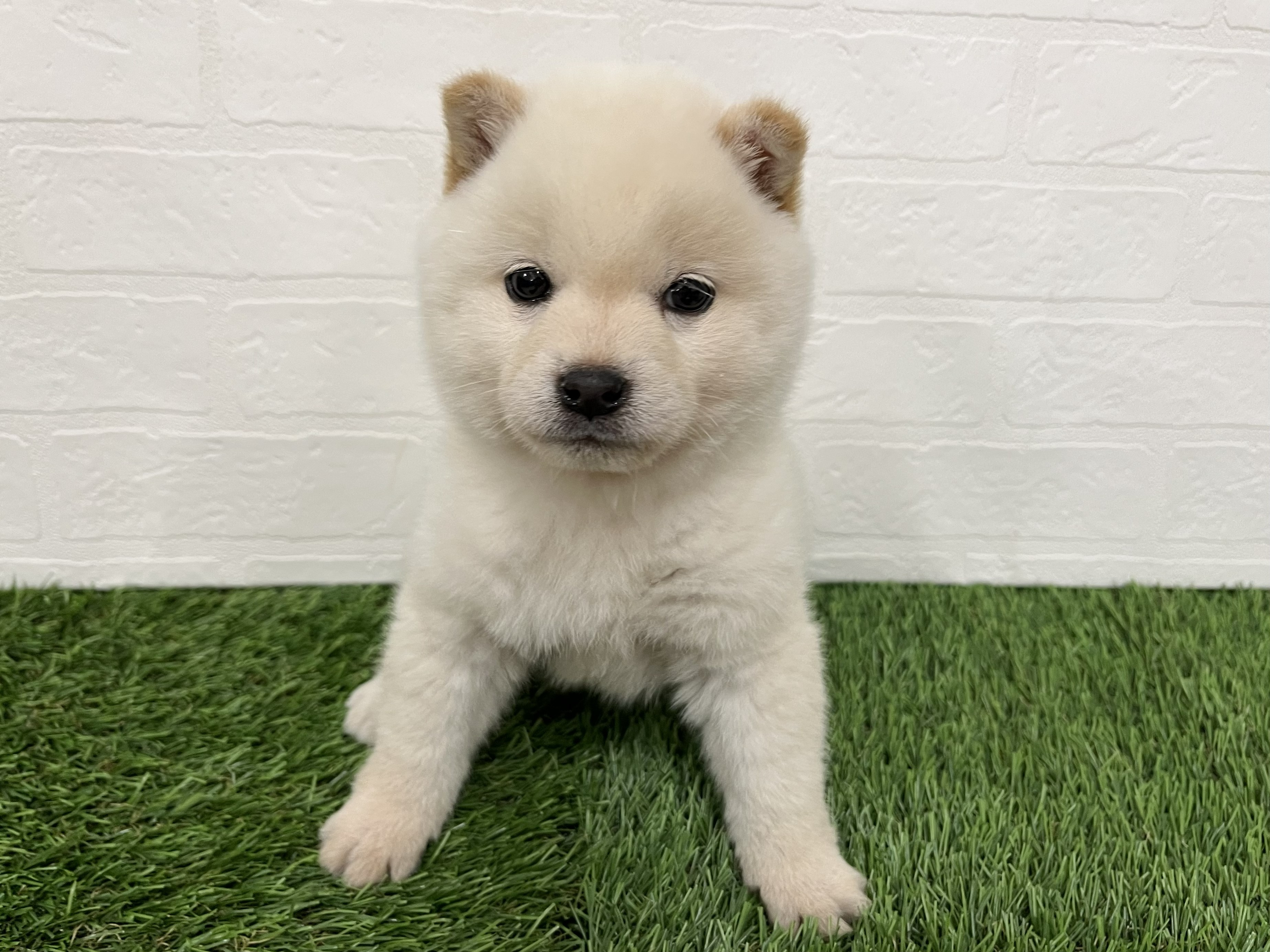 神奈川県の豆柴 (ワンニャンハウス新山下店/2026年2月15日生まれ/男の子/白)の子犬の2枚目の画像