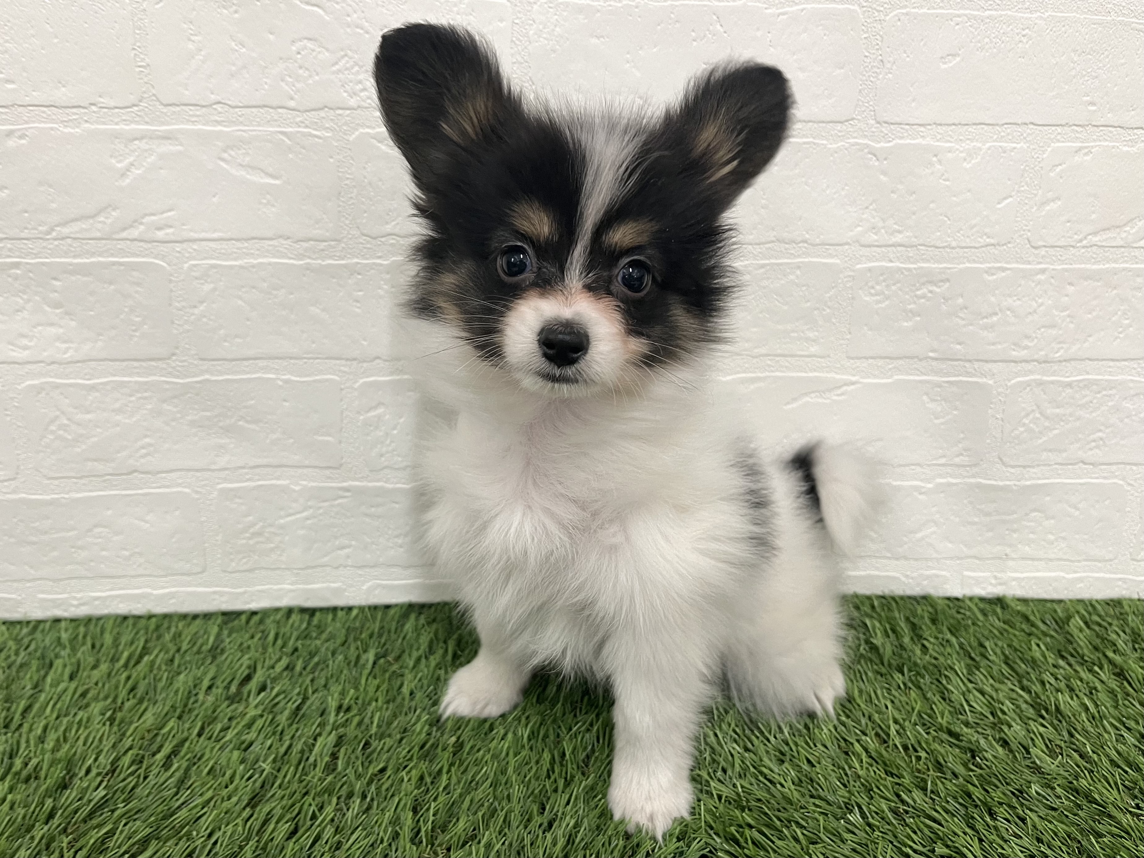 神奈川県のパピヨン (ワンニャンハウス新山下店/2025年10月6日生まれ/女の子/トライカラー)の子犬の3枚目の画像