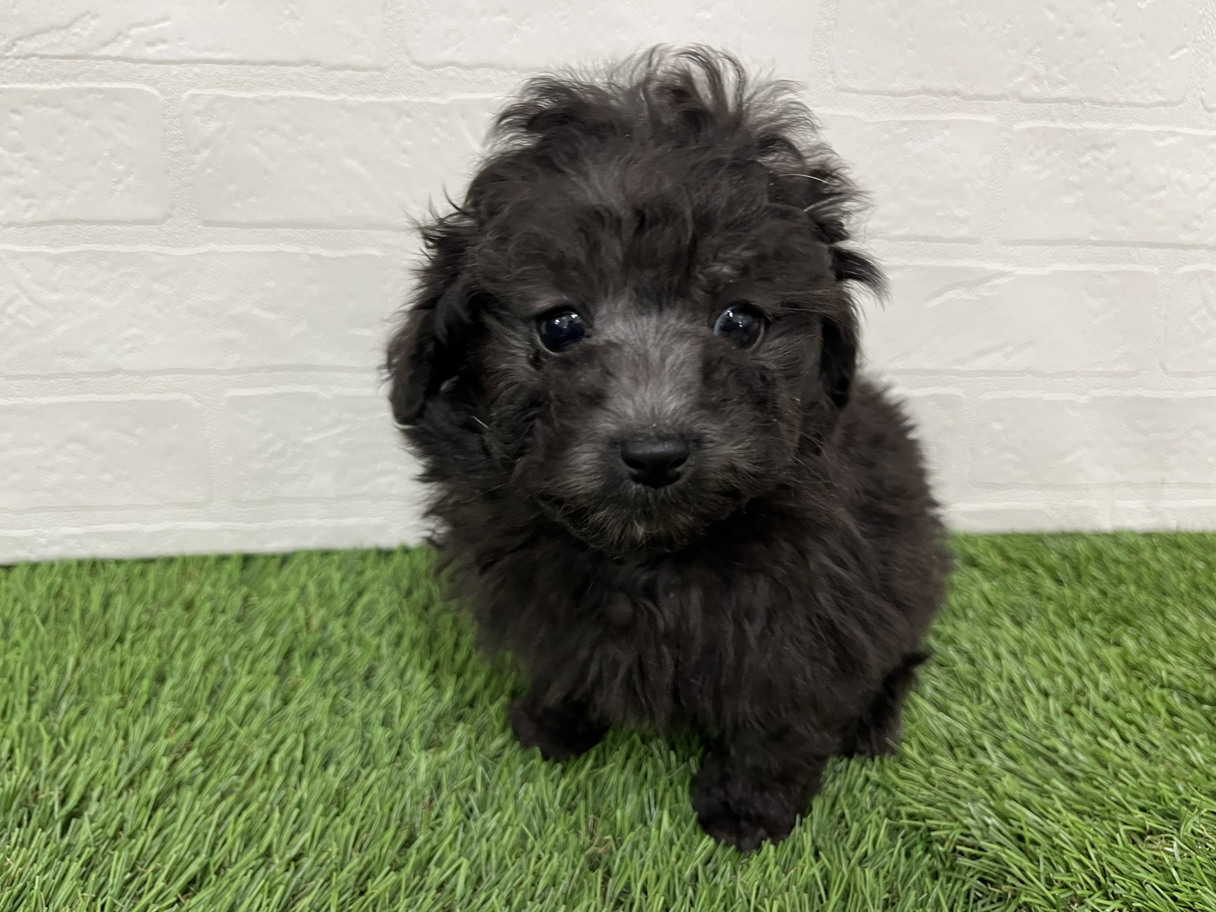 神奈川県のトイプードル(トイ) (ワンニャンハウス新山下店/2025年11月20日生まれ/男の子/シルバー)の子犬の3枚目の画像