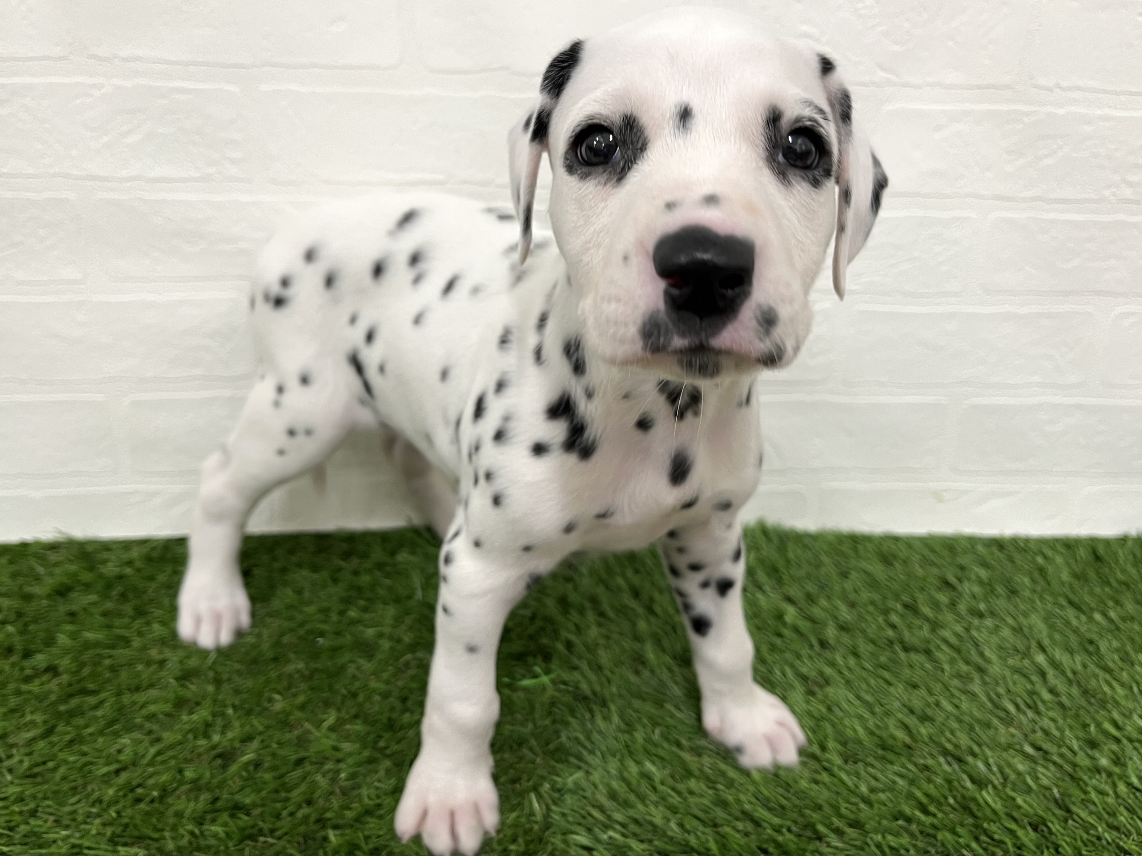 神奈川県のダルメシアン (ワンニャンハウス新山下店/2025年8月29日生まれ/女の子/ホワイトブラック)の子犬の4枚目の画像