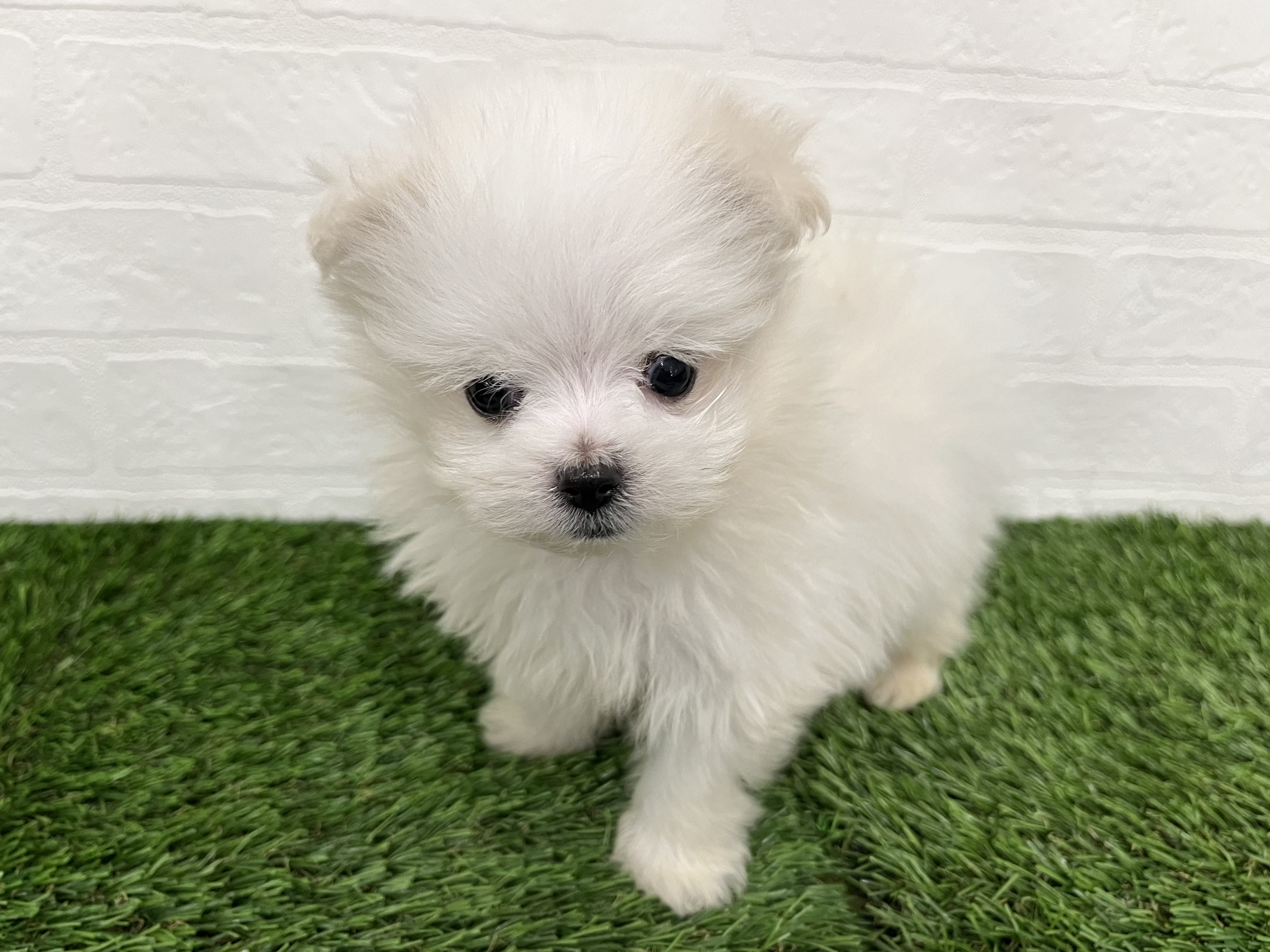 神奈川県のポメマル/マルポメ(ポメラニアン×マルチーズ) (ワンニャンハウス新山下店/2025年11月16日生まれ/男の子/クリーム)の子犬の4枚目の画像