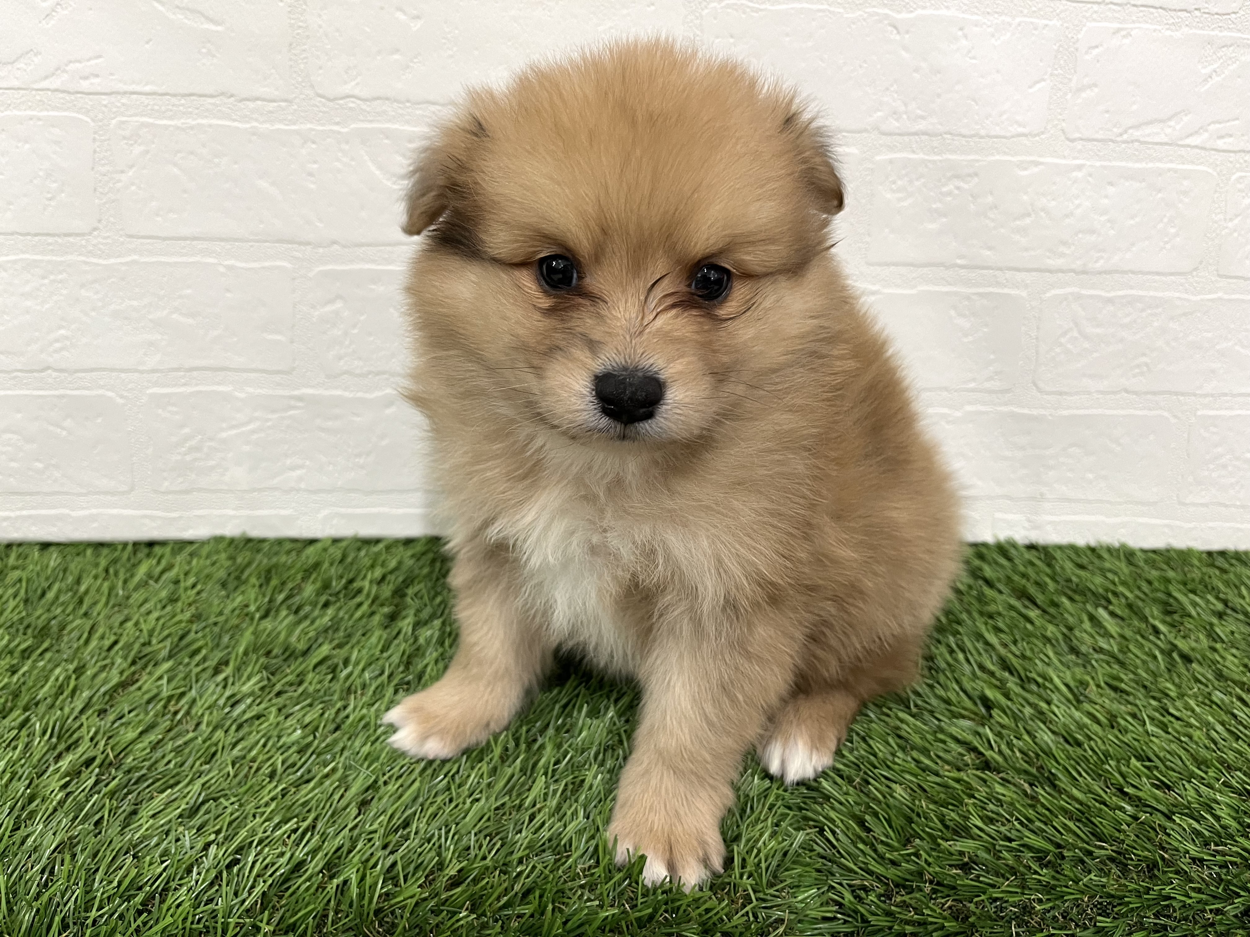 神奈川県のハーフ犬・ミックス犬 (ワンニャンハウス新山下店/2025年11月25日生まれ/男の子/オレンジマール)の子犬