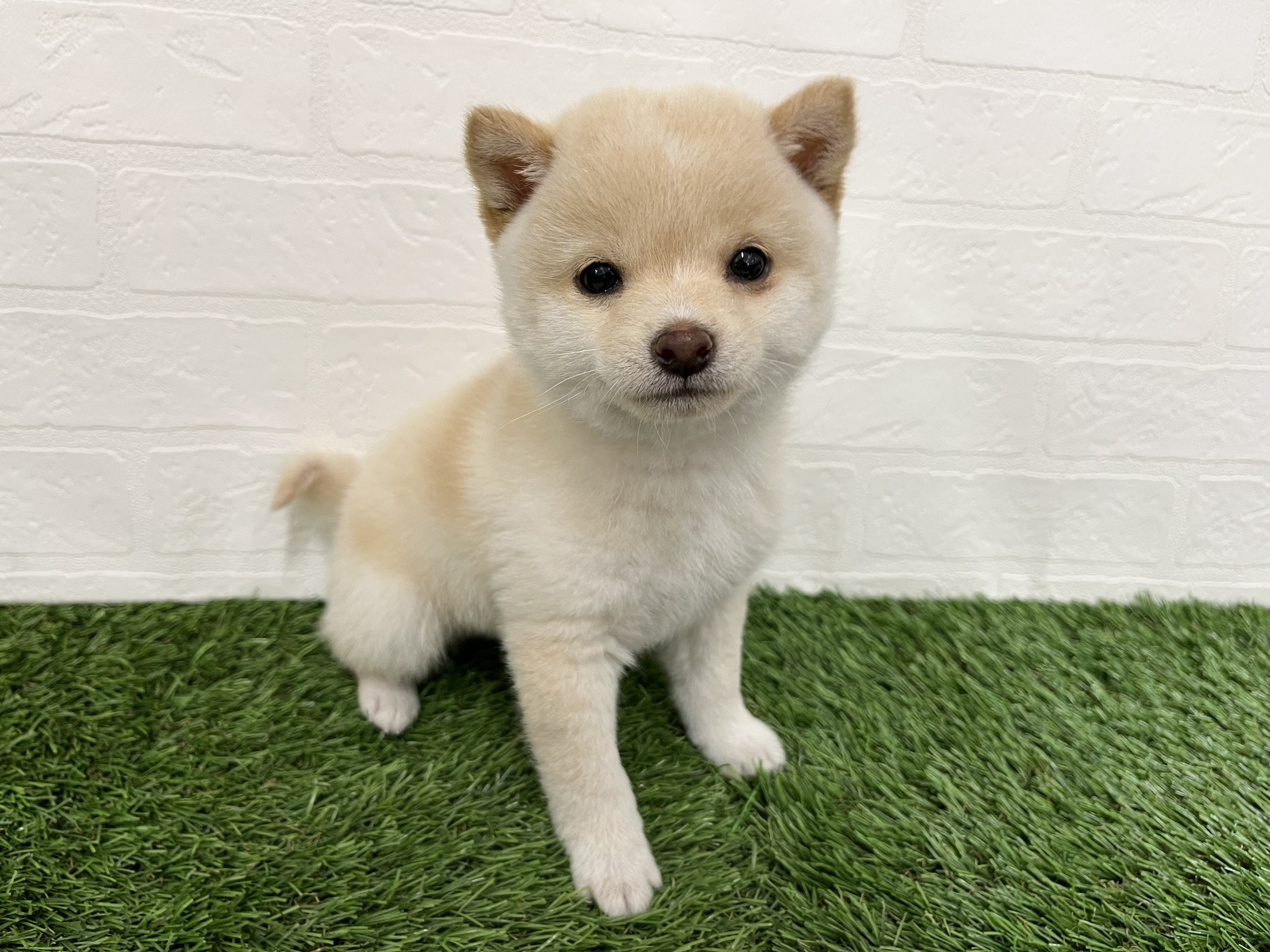 神奈川県の豆柴 (ワンニャンハウス新山下店/2026年2月2日生まれ/男の子/白)の子犬の3枚目の画像