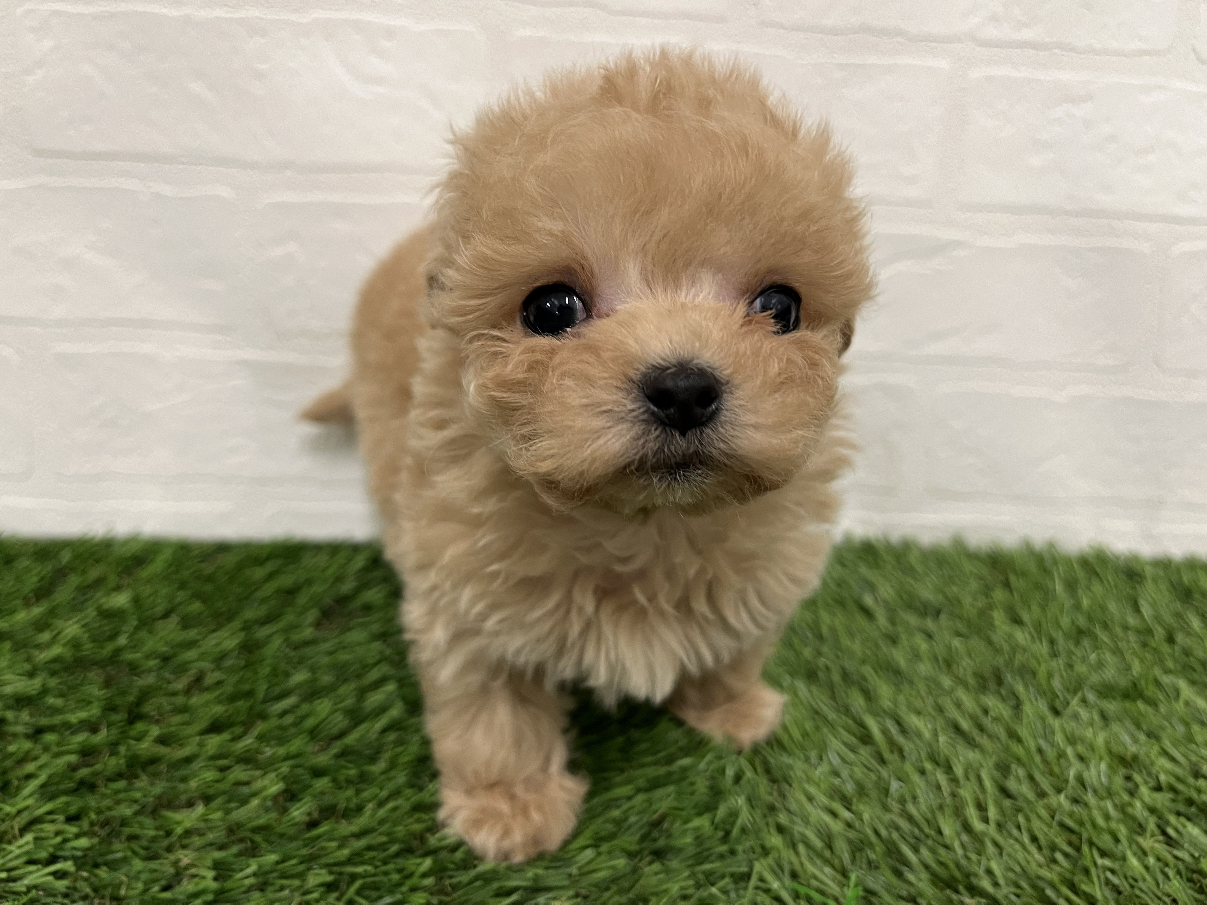 神奈川県のマルプー(マルチーズ×プードル) (ワンニャンハウス新山下店/2025年12月2日生まれ/女の子/アプリコット)の子犬の3枚目の画像