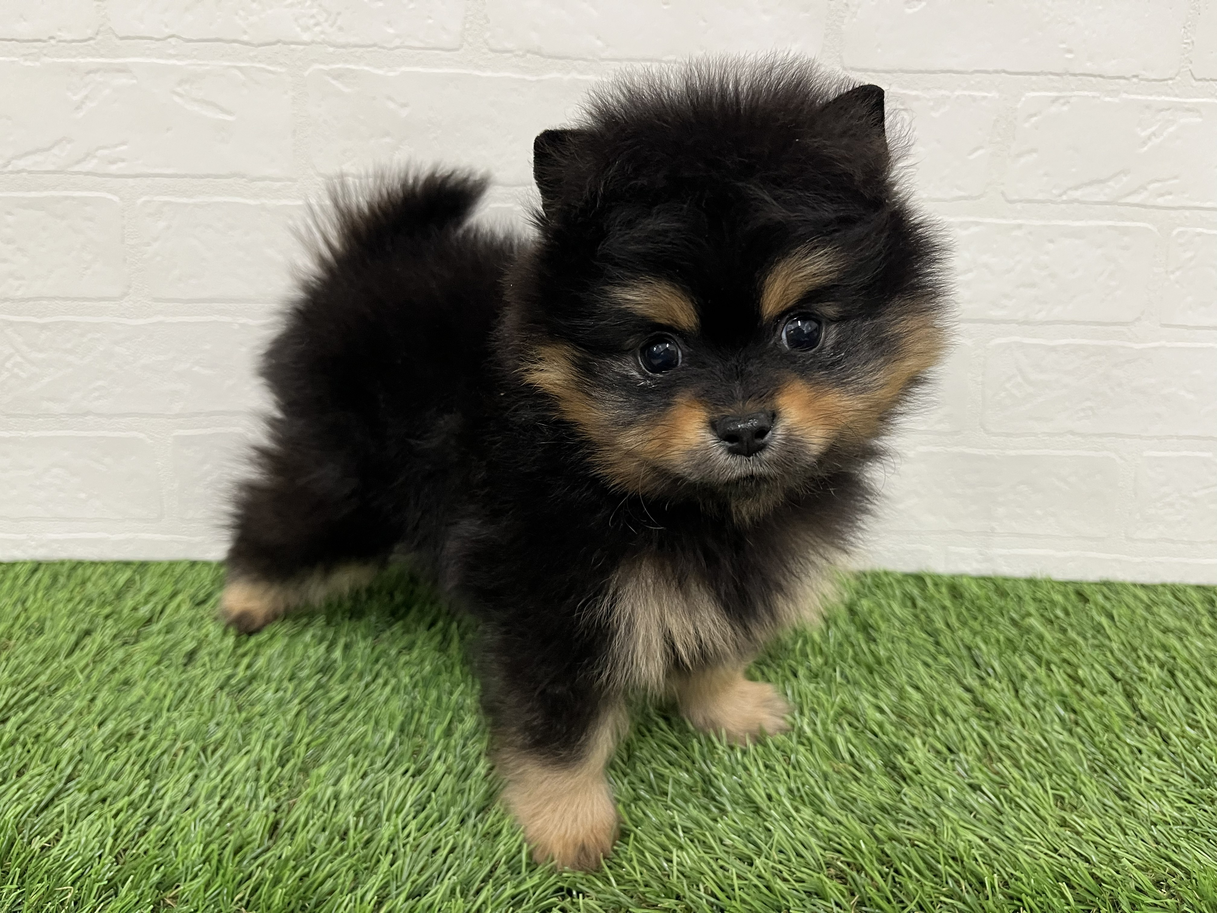 神奈川県のポメラニアン (ワンニャンハウス新山下店/2025年12月8日生まれ/男の子/ブラックタン)の子犬の3枚目の画像