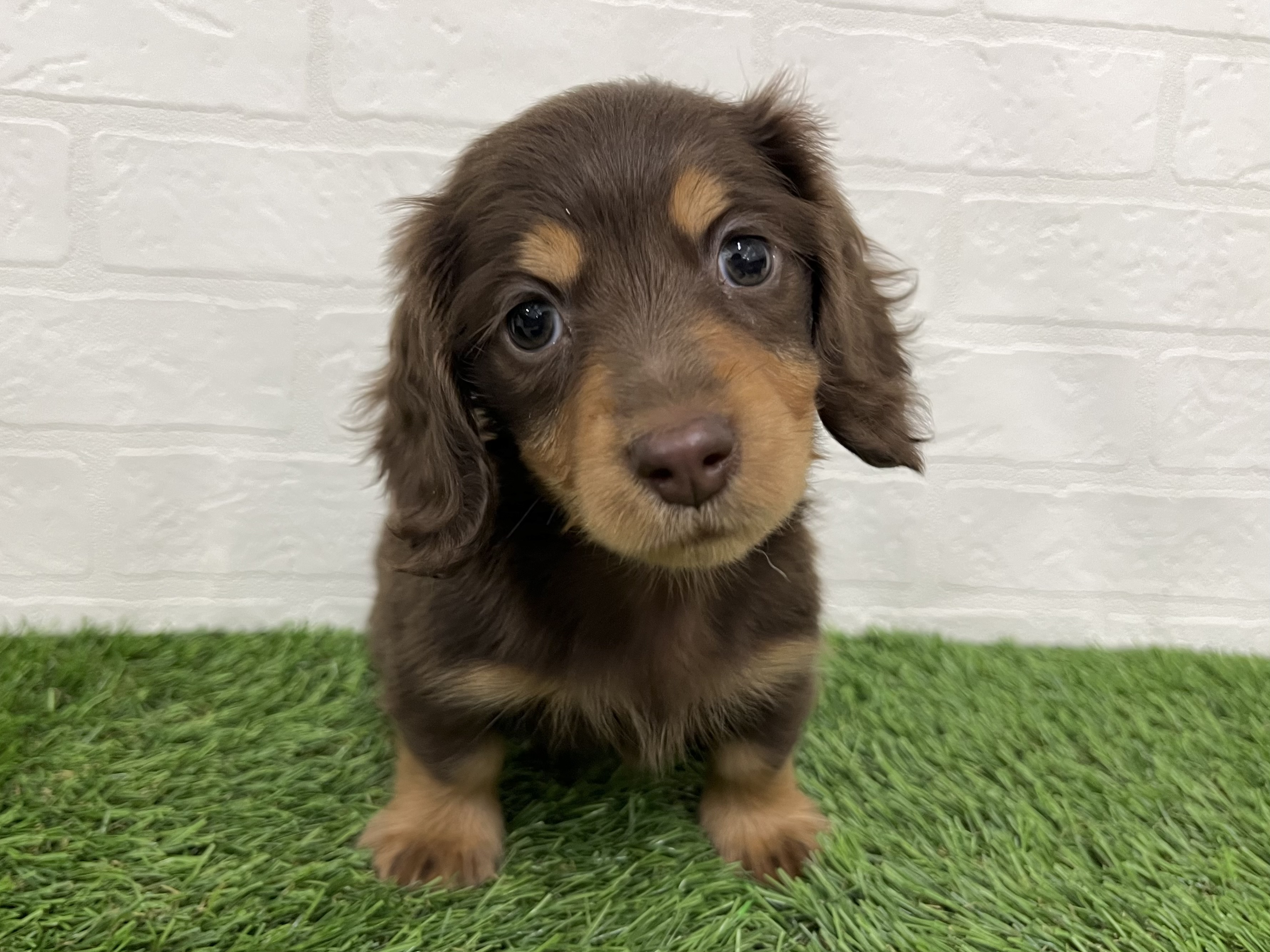 神奈川県のミニチュアダックスフンド(ロング) (ワンニャンハウス新山下店/2025年9月20日生まれ/女の子/チョコレートタン)の子犬の1枚目の画像