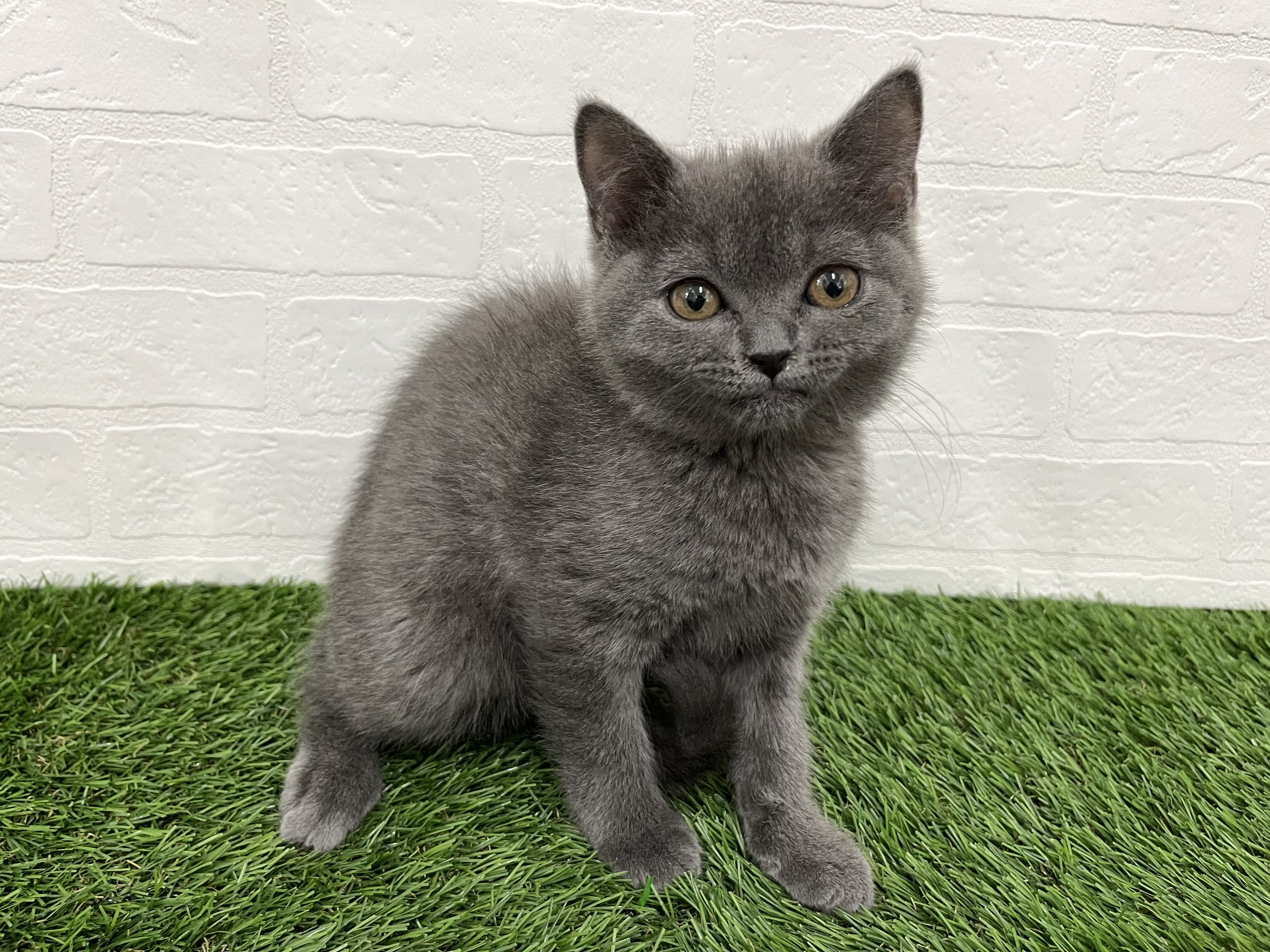 神奈川県のブリティッシュショートヘアー (ワンニャンハウス新山下店/2025年9月9日生まれ/女の子/ブルー)の子猫の3枚目の画像