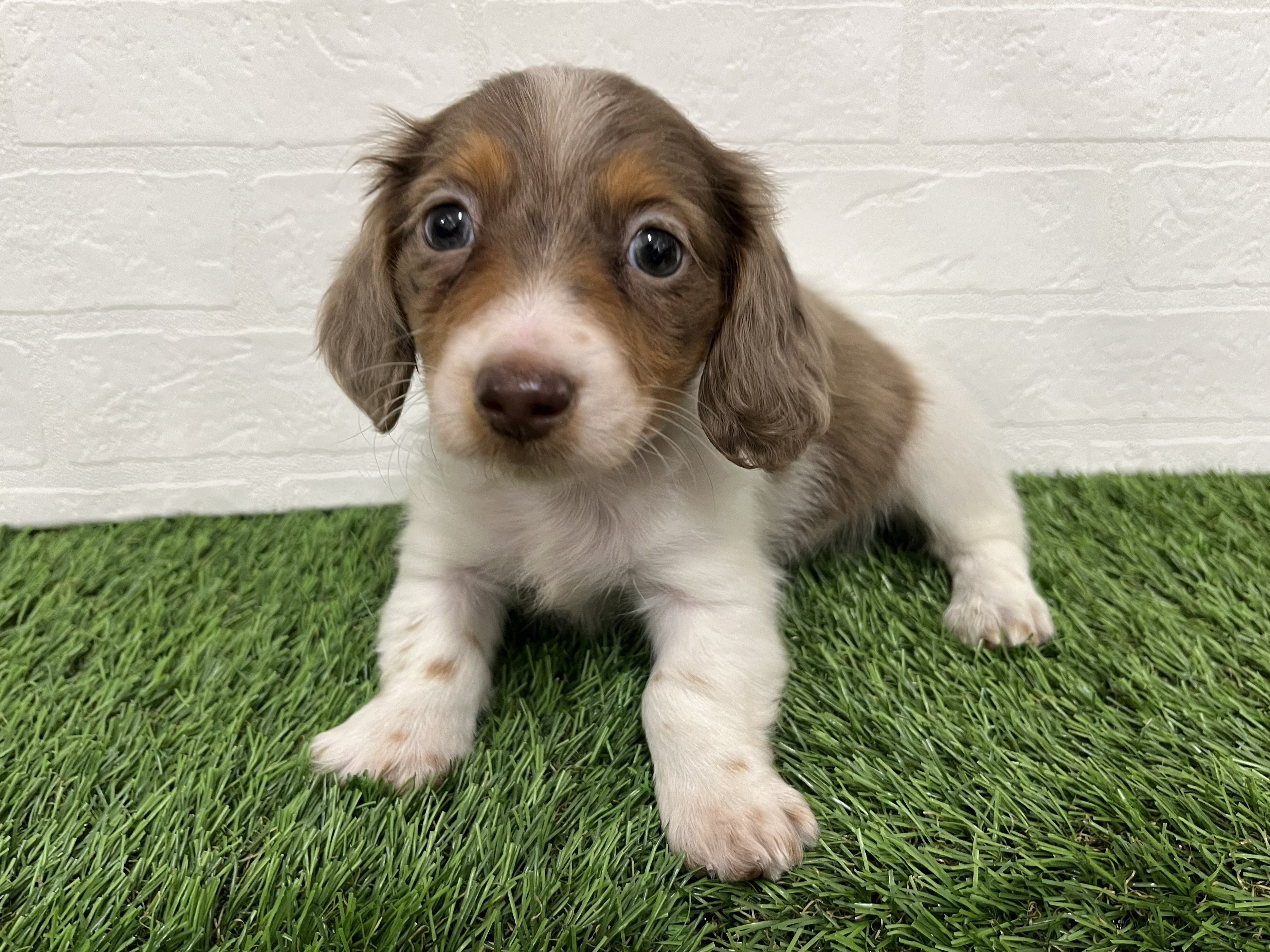 神奈川県のミニチュアダックスフンド(ロング) (ワンニャンハウス新山下店/2025年12月7日生まれ/男の子/チョコレートダップルパイボールド)の子犬の2枚目の画像