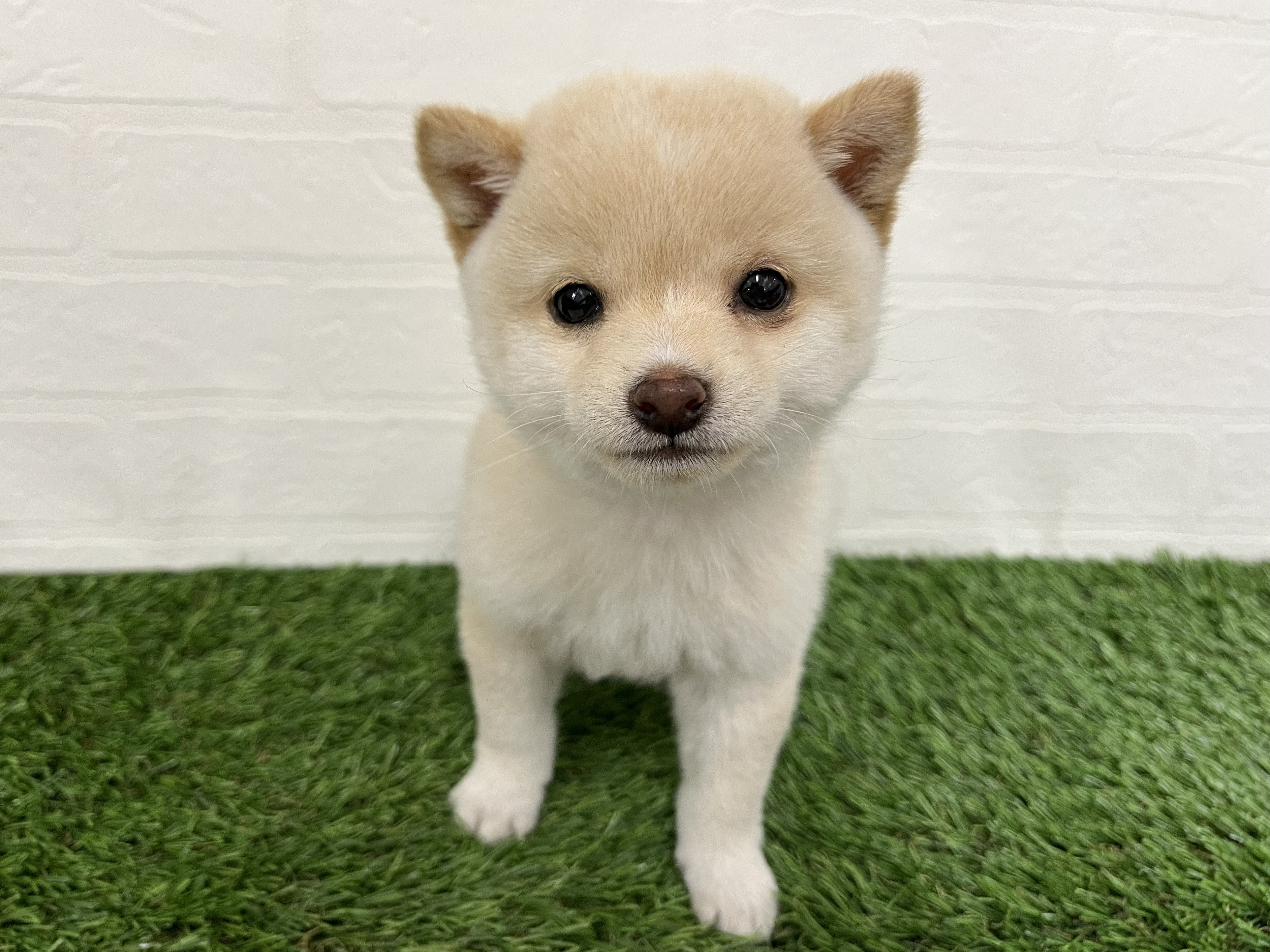 神奈川県の豆柴 (ワンニャンハウス新山下店/2026年2月2日生まれ/男の子/白)の子犬の1枚目の画像