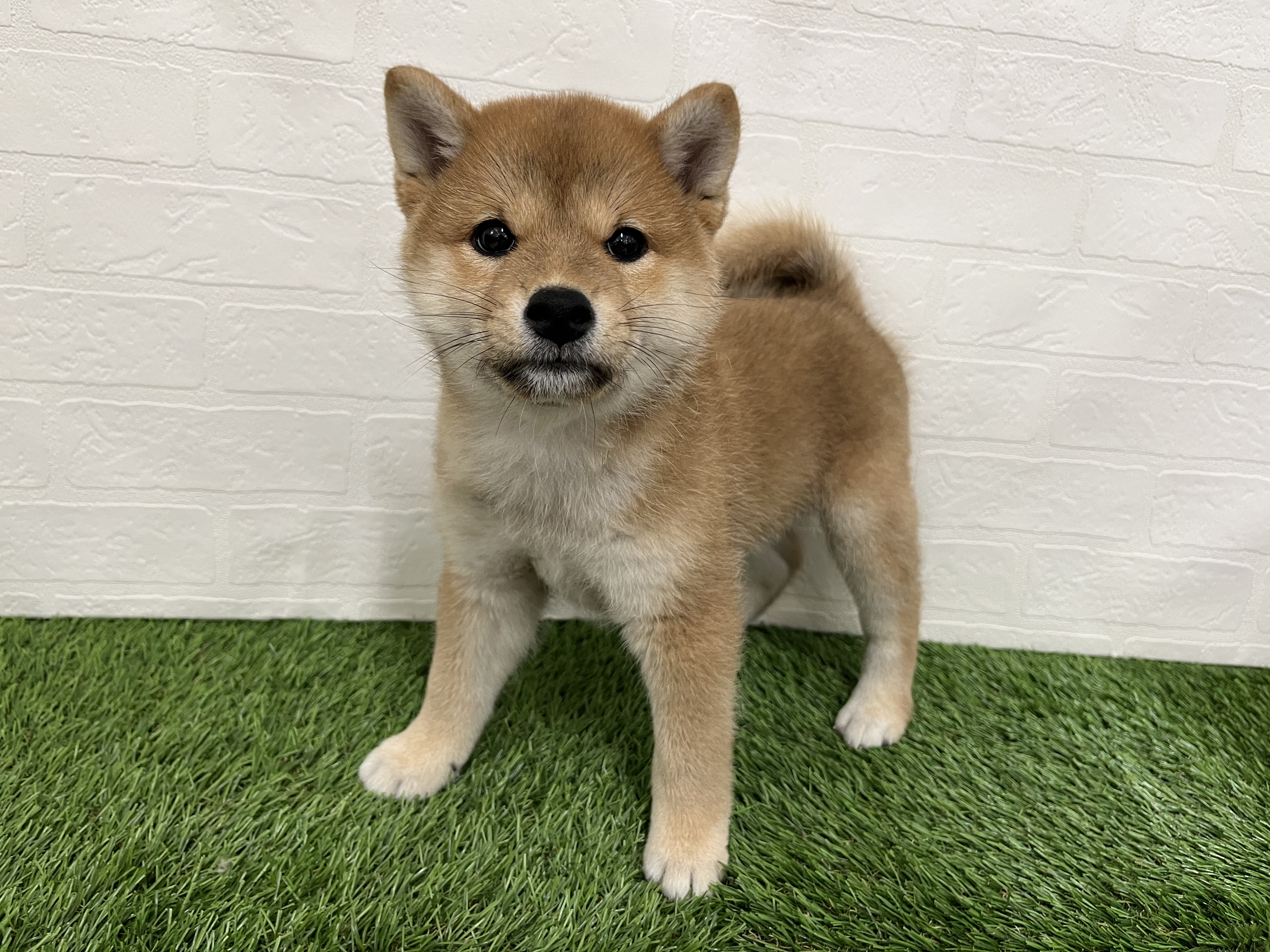 神奈川県の柴犬(標準サイズ) (ワンニャンハウス新山下店/2026年6月24日生まれ/女の子/赤)の子犬の1枚目の画像