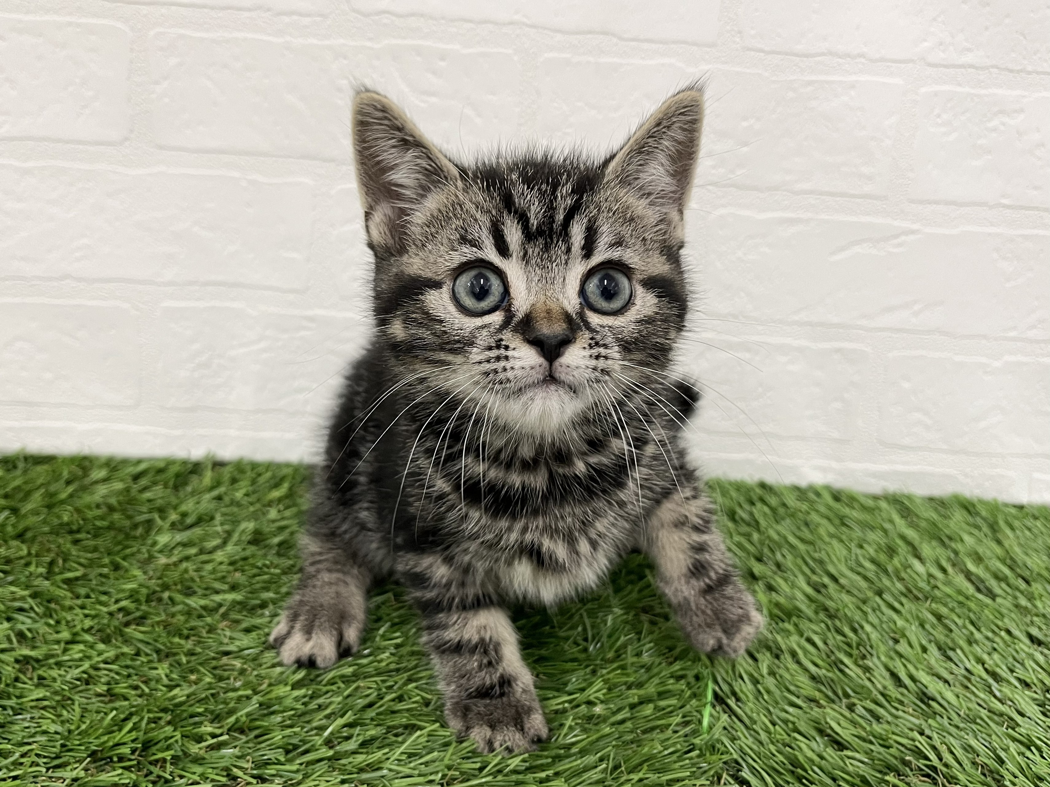神奈川県のアメリカンショートヘアー (ワンニャンハウス新山下店/2026年2月2日生まれ/男の子/ブラウンタビー)の子猫の3枚目の画像