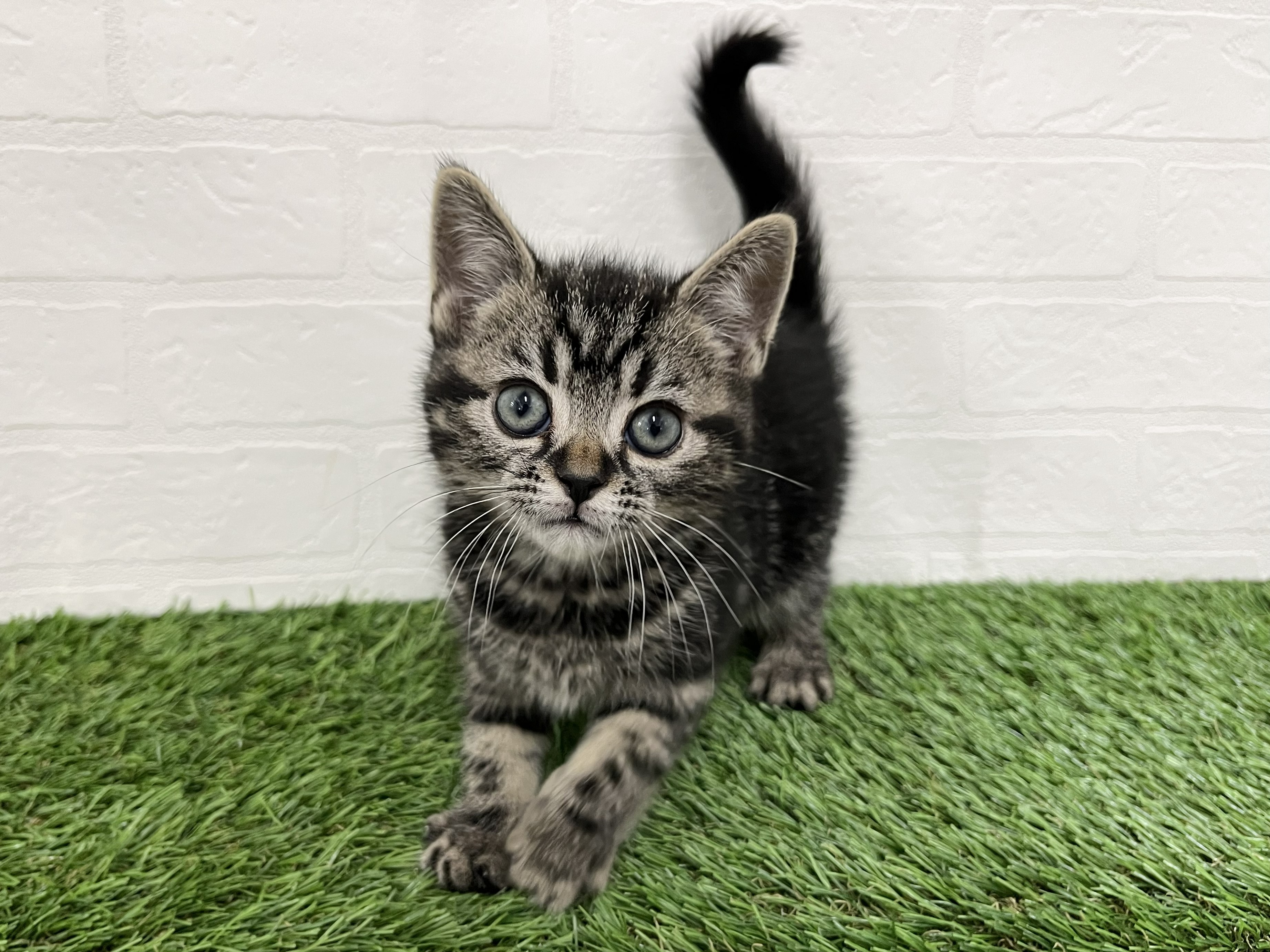 神奈川県のアメリカンショートヘアー (ワンニャンハウス新山下店/2026年2月2日生まれ/男の子/ブラウンタビー)の子猫の1枚目の画像