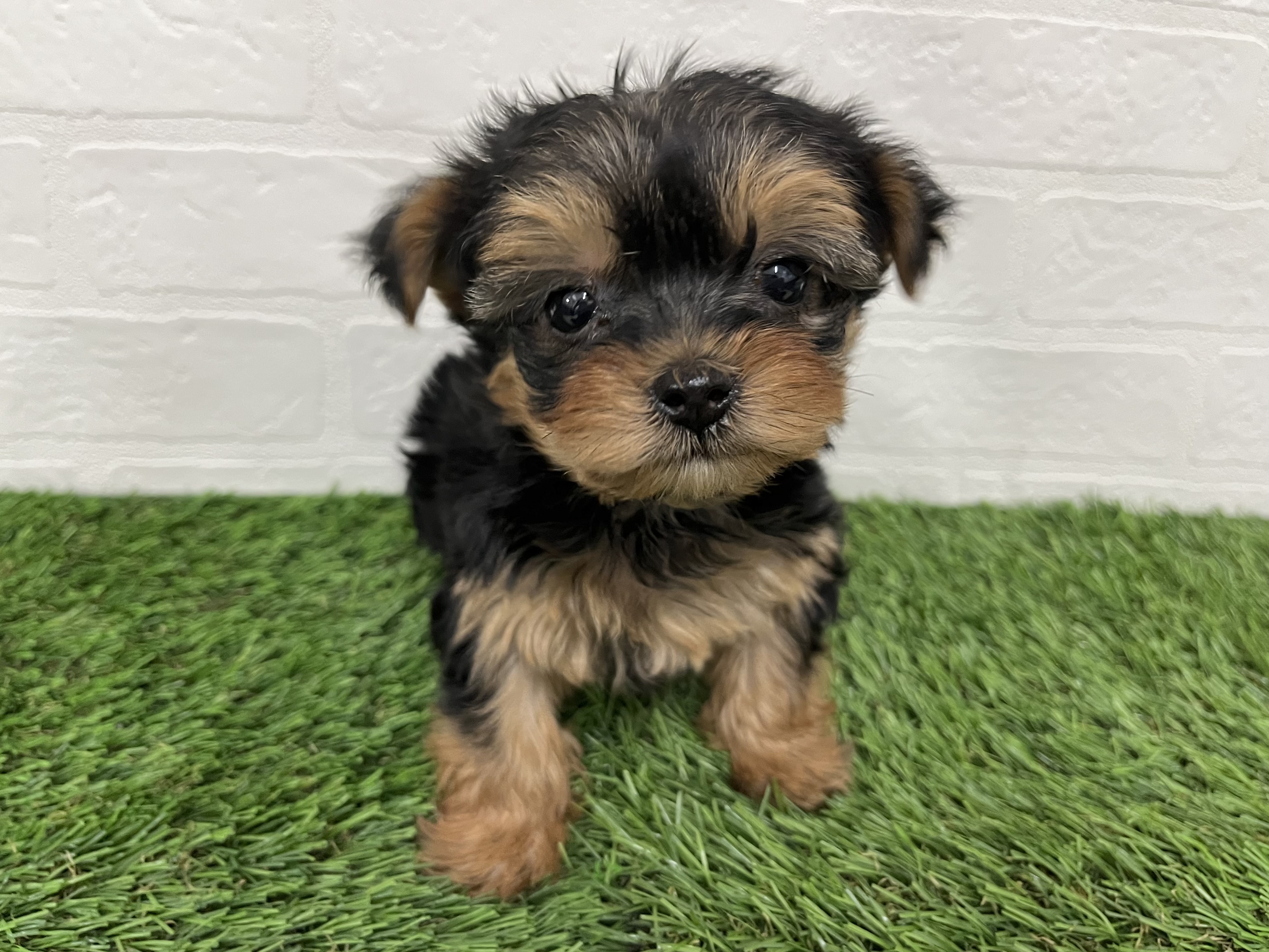 神奈川県のヨークシャーテリア (ワンニャンハウス新山下店/2025年11月12日生まれ/女の子/スチールブルータン)の子犬の1枚目の画像