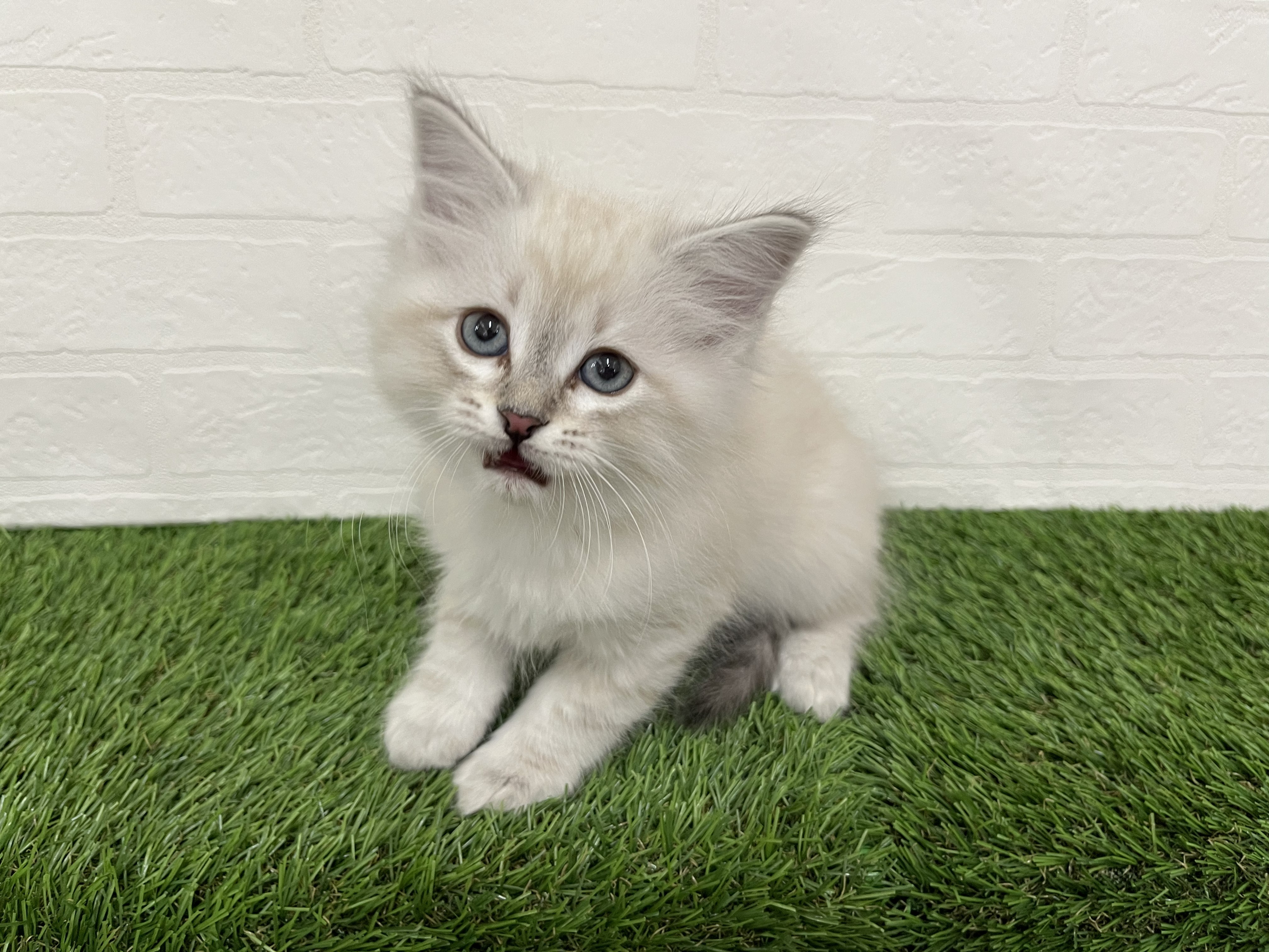 神奈川県のサイベリアン (ワンニャンハウス新山下店/2025年11月23日生まれ/男の子/ブルーリンクスポイント)の子猫の2枚目の画像