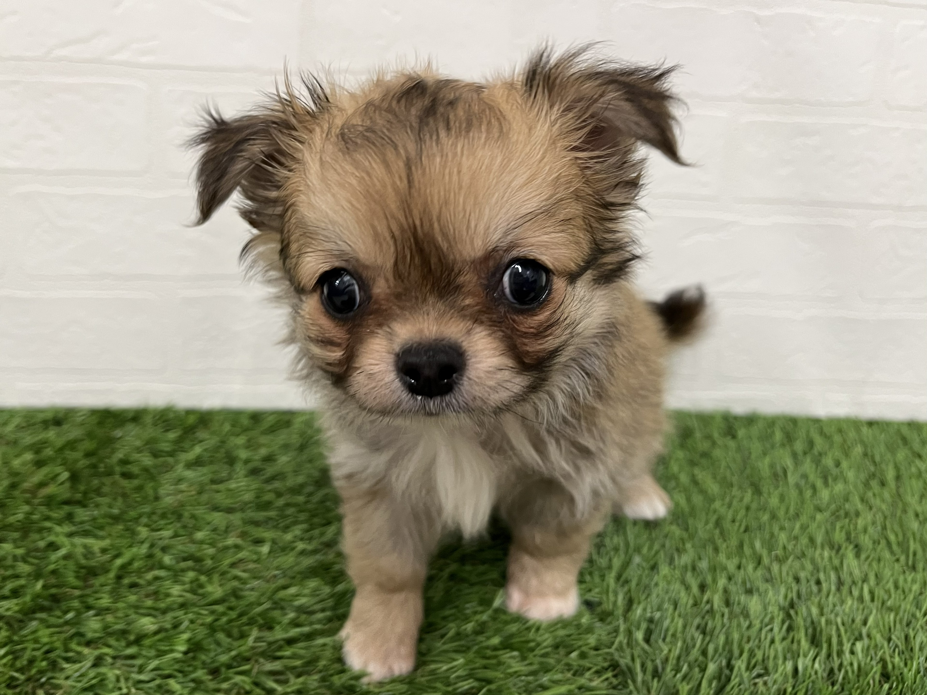 神奈川県のチワワ(ロング) (ワンニャンハウス新山下店/2026年2月17日生まれ/女の子/セーブルホワイト)の子犬の3枚目の画像