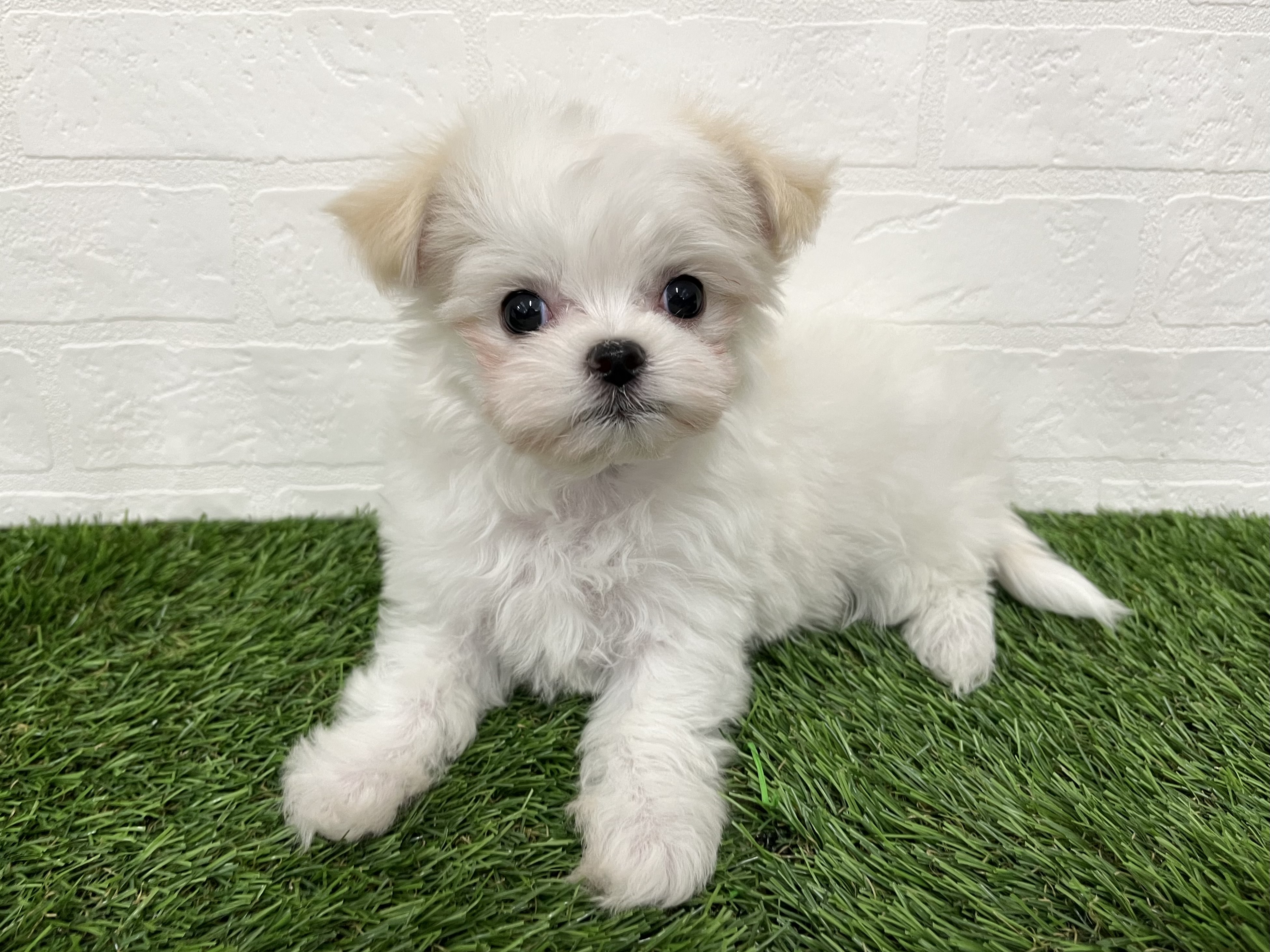 神奈川県のチワマル/マルチワ(チワワ×マルチーズ) (ワンニャンハウス新山下店/2025年9月22日生まれ/男の子/ホワイトクリーム)の子犬の2枚目の画像