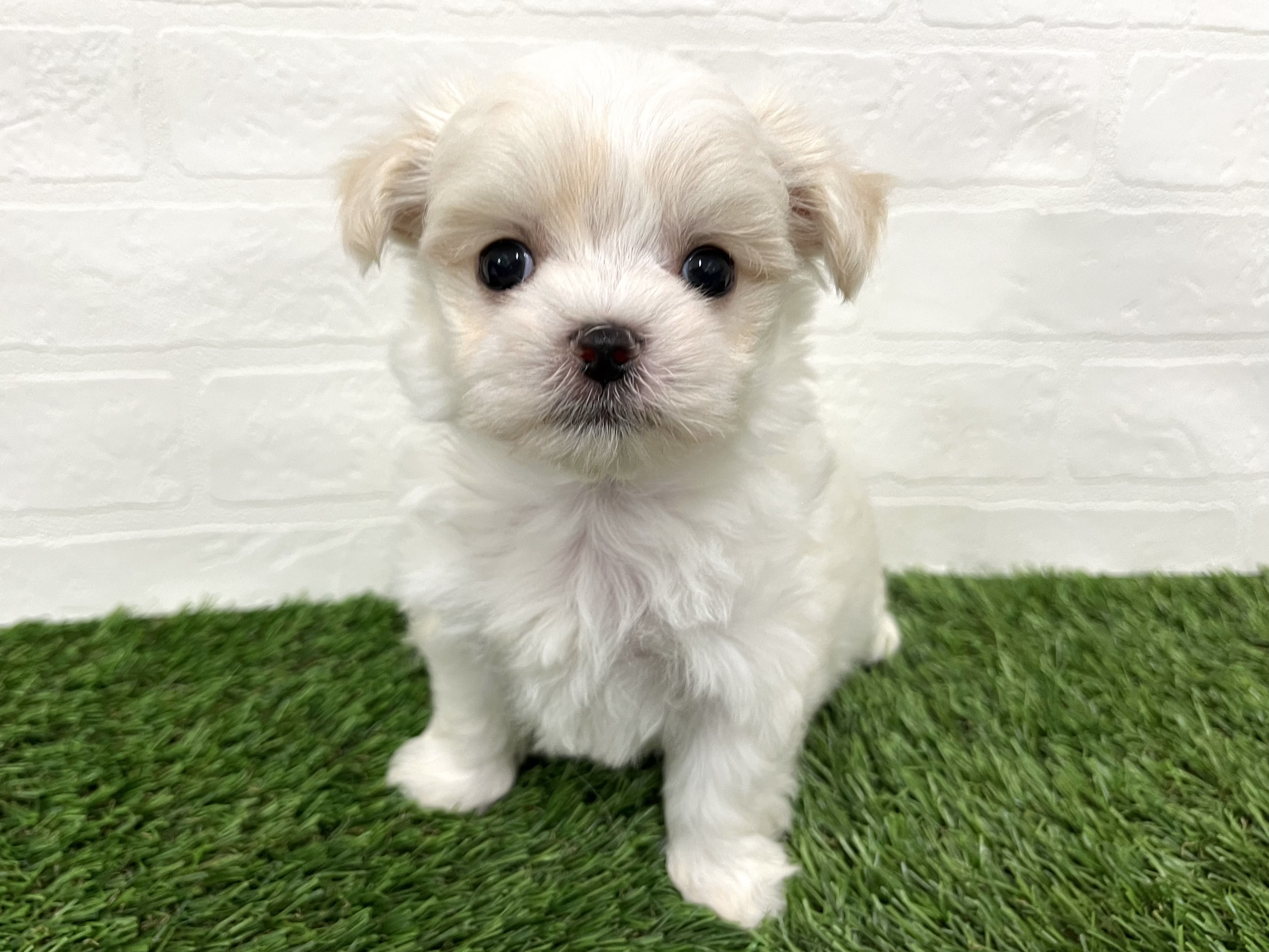 神奈川県のハーフ犬・ミックス犬 (ワンニャンハウス新山下店/2025年7月27日生まれ/男の子/ホワイト)の子犬の1枚目の画像