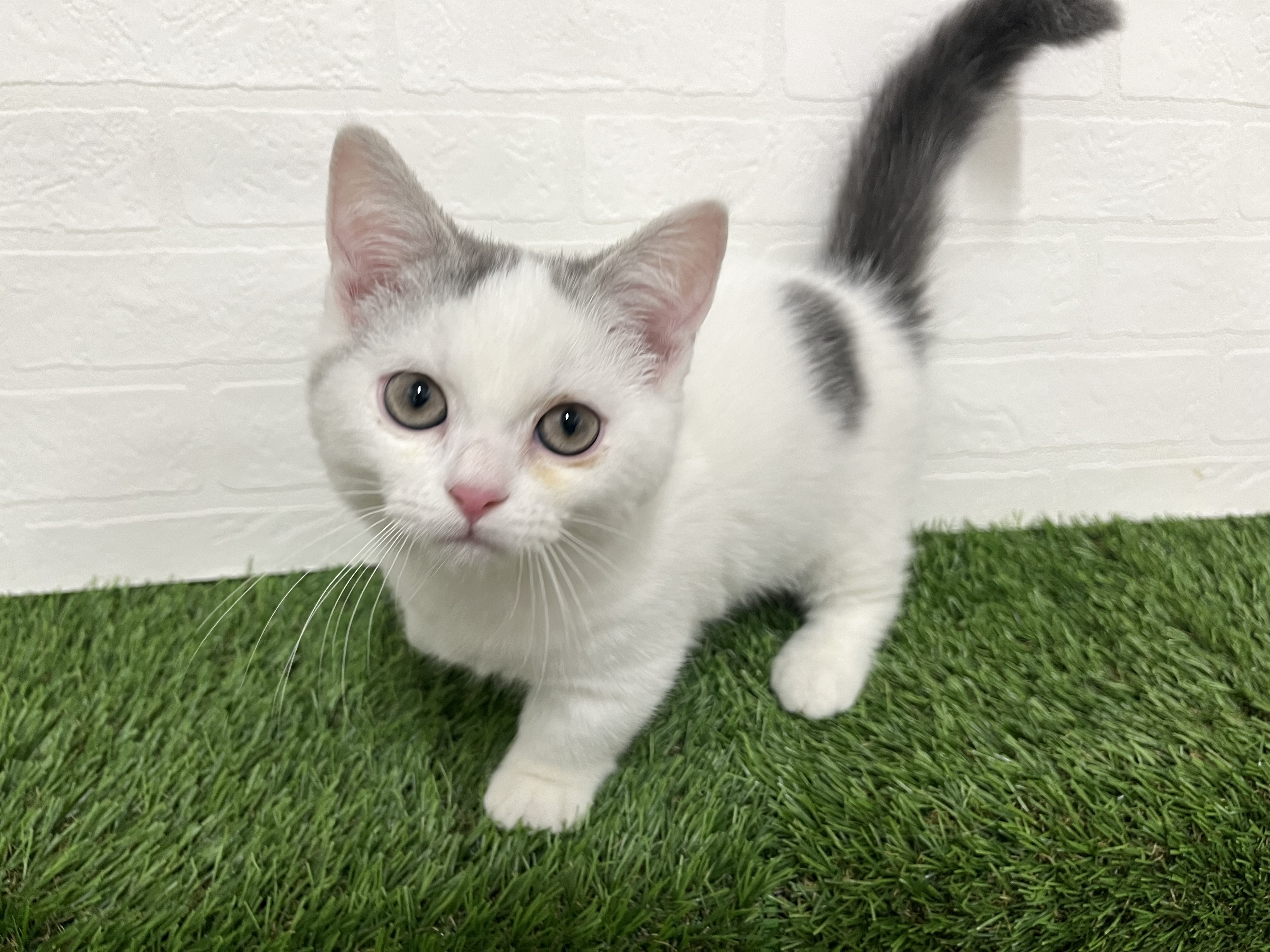 神奈川県のマンチカン (ワンニャンハウス新山下店/2025年8月29日生まれ/男の子/ブルータビーホワイト)の子猫の2枚目の画像