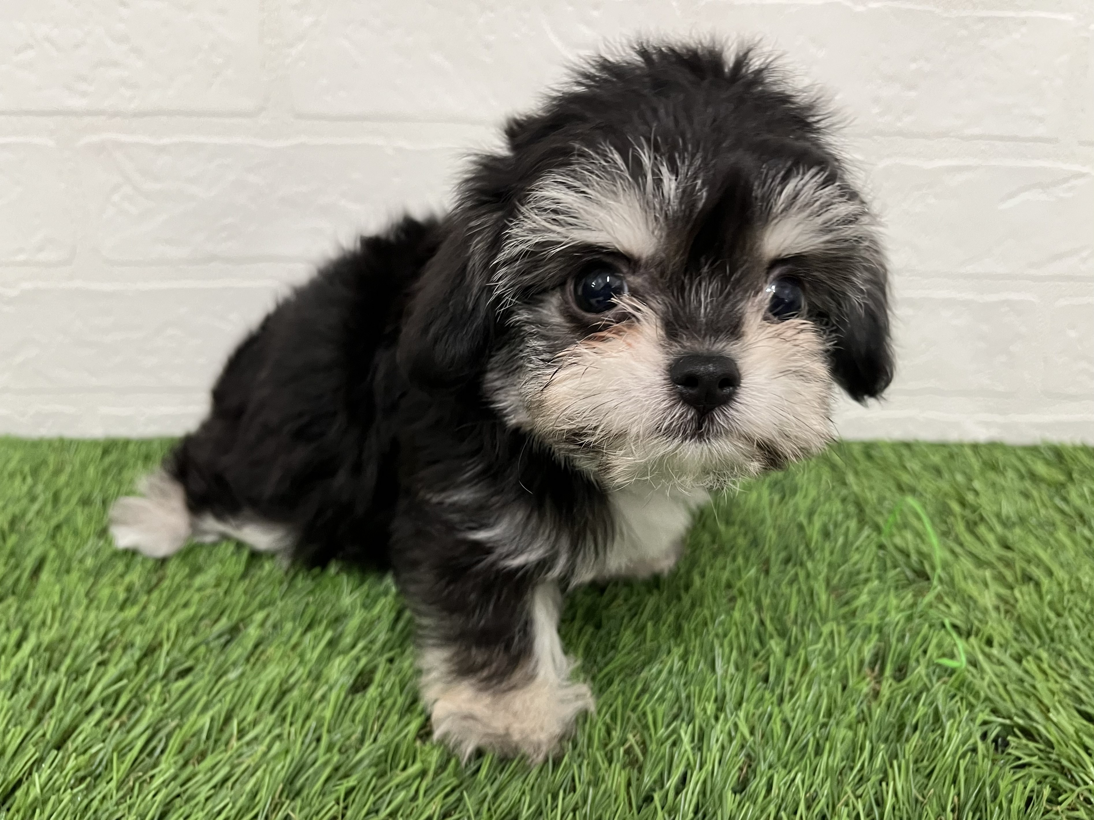 神奈川県のハーフ犬・ミックス犬 (ワンニャンハウス新山下店/2026年2月28日生まれ/女の子/ブラックタンホワイト)の子犬の3枚目の画像