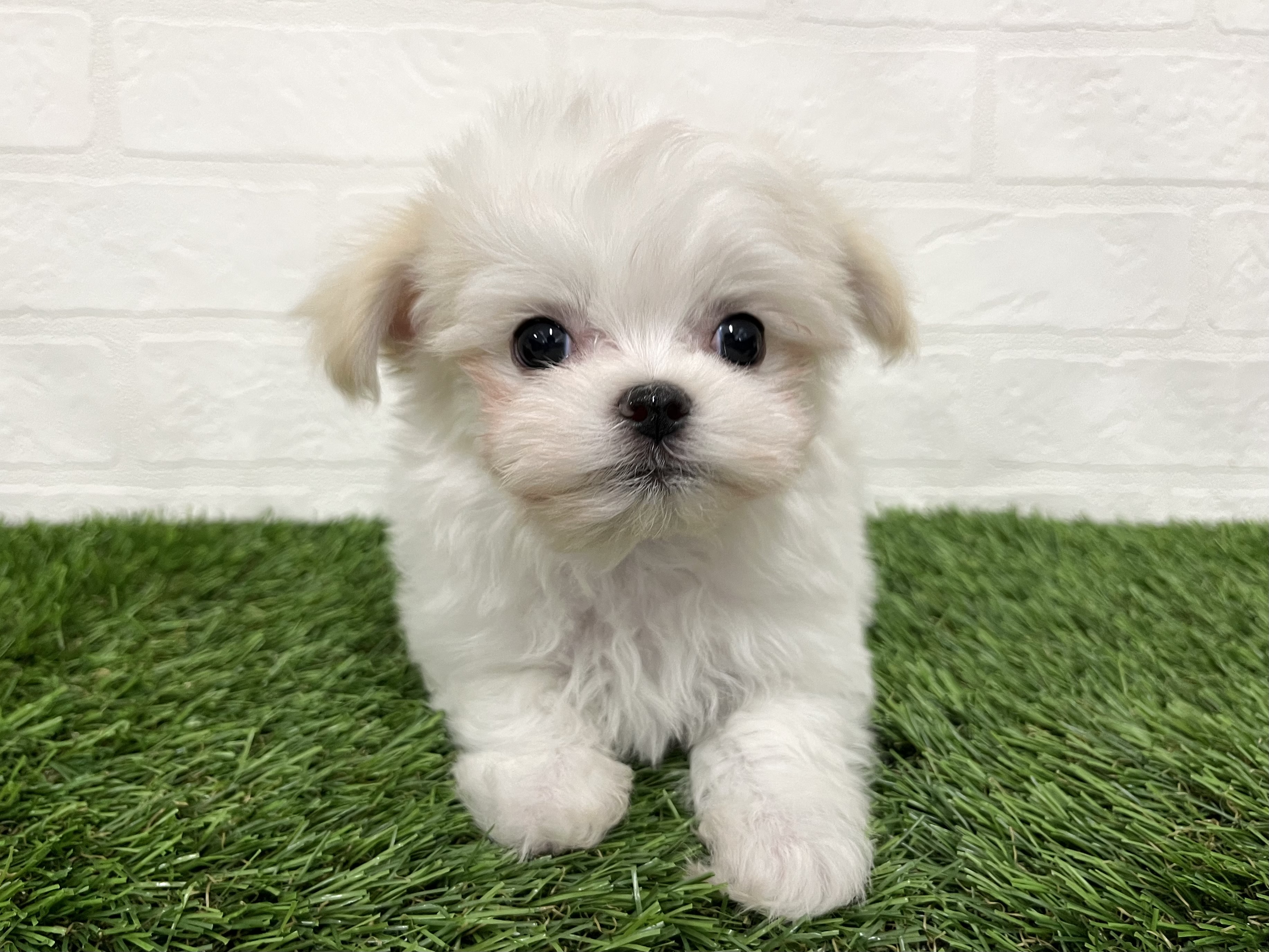 神奈川県のチワマル/マルチワ(チワワ×マルチーズ) (ワンニャンハウス新山下店/2025年9月22日生まれ/男の子/ホワイトクリーム)の子犬の3枚目の画像