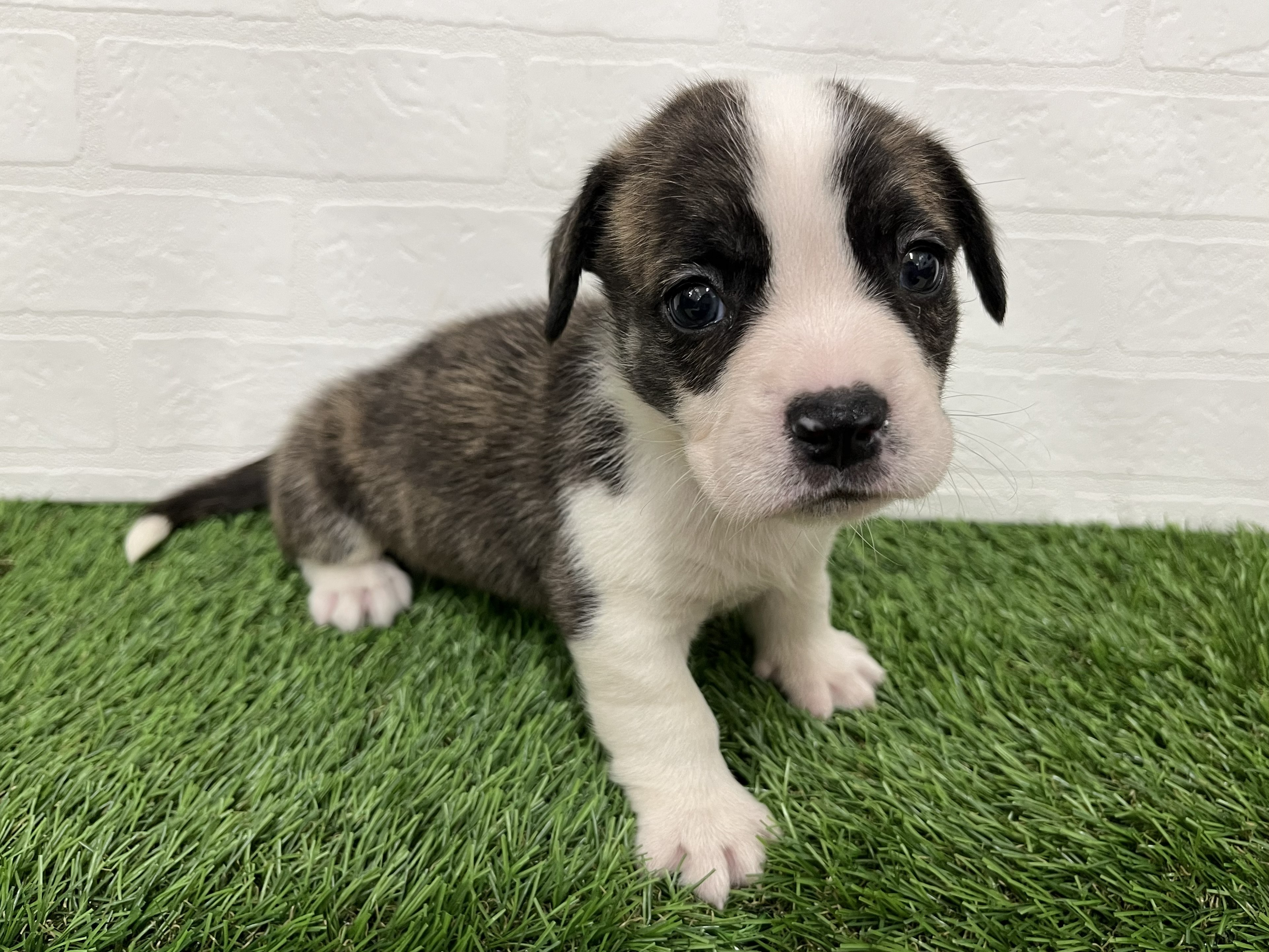 神奈川県のハーフ犬・ミックス犬 (ワンニャンハウス新山下店/2026年5月12日生まれ/男の子/ブリンドルホワイト)の子犬の4枚目の画像