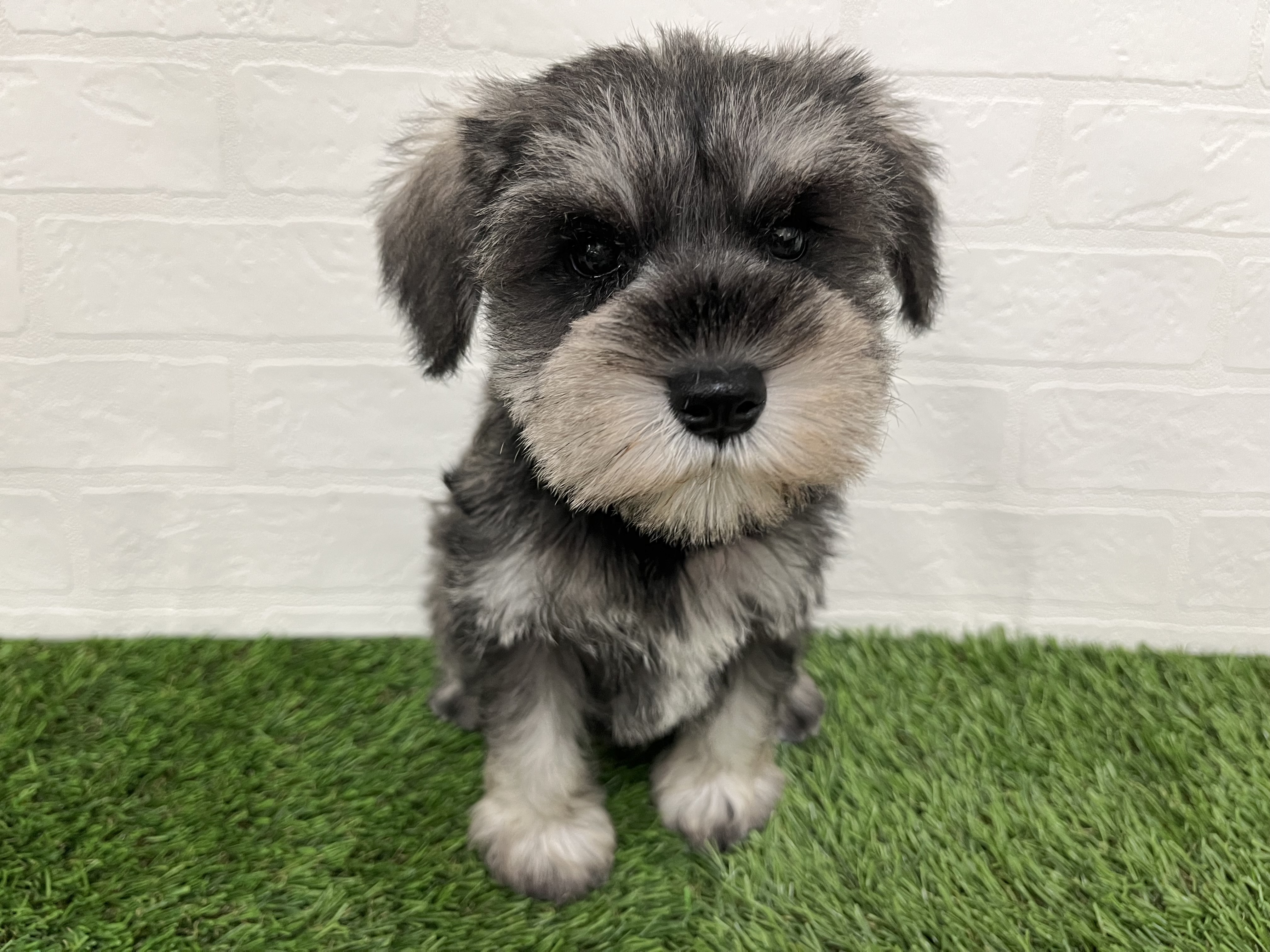 神奈川県のミニチュアシュナウザー (ワンニャンハウス新山下店/2025年9月7日生まれ/女の子/ソルトペッパー)の子犬の1枚目の画像