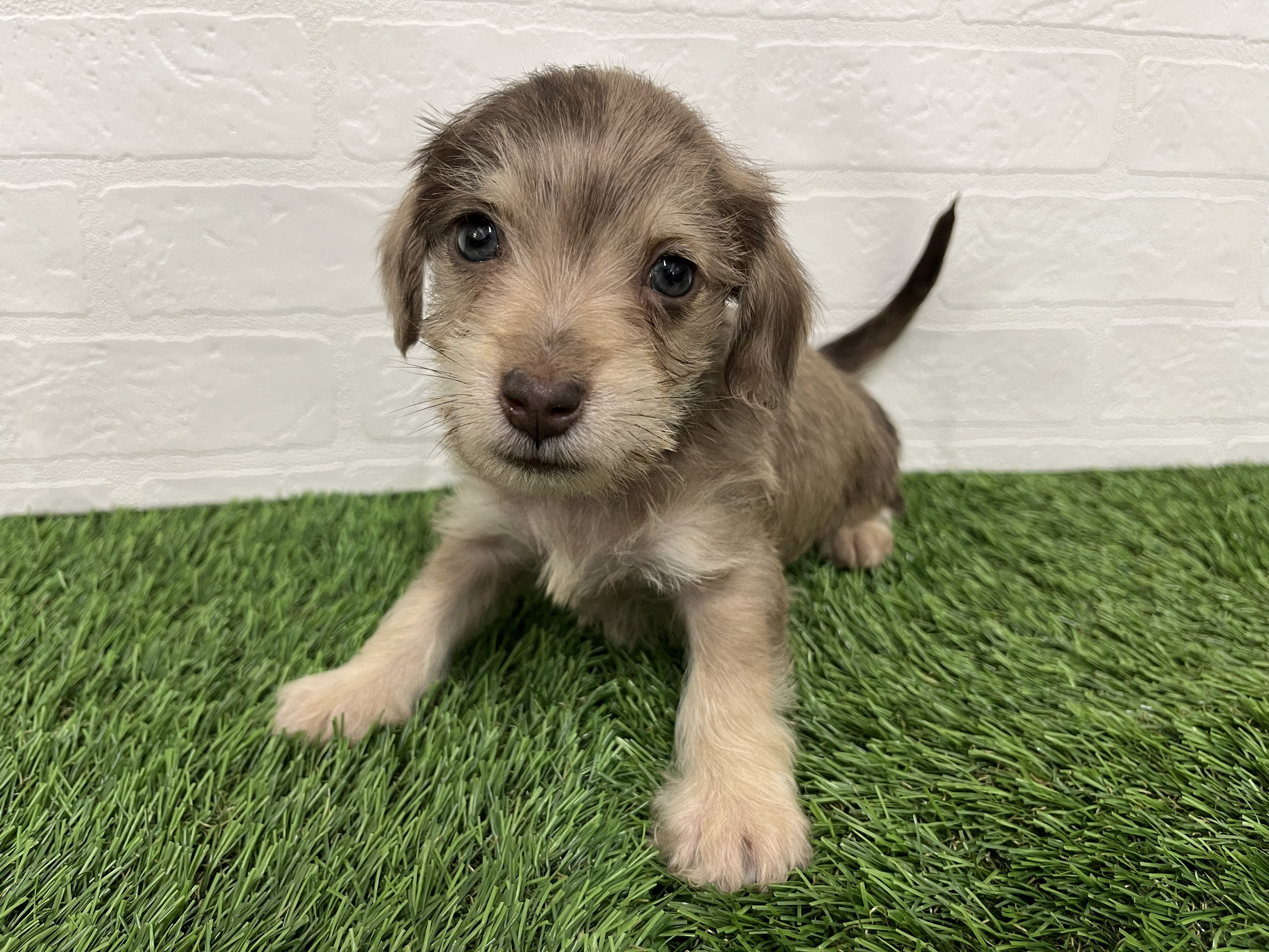 神奈川県のハーフ犬 (ワンニャンハウス新山下店/2025年12月15日生まれ/男の子/イザベラダップル)の子犬の2枚目の画像