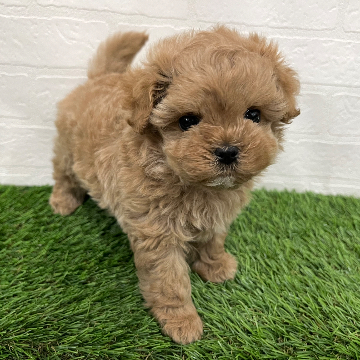 神奈川県のマルプー(マルチーズ×プードル) (ワンニャンハウス新山下店/2025年11月27日生まれ/男の子/アプリコット)の子犬の2枚目の画像