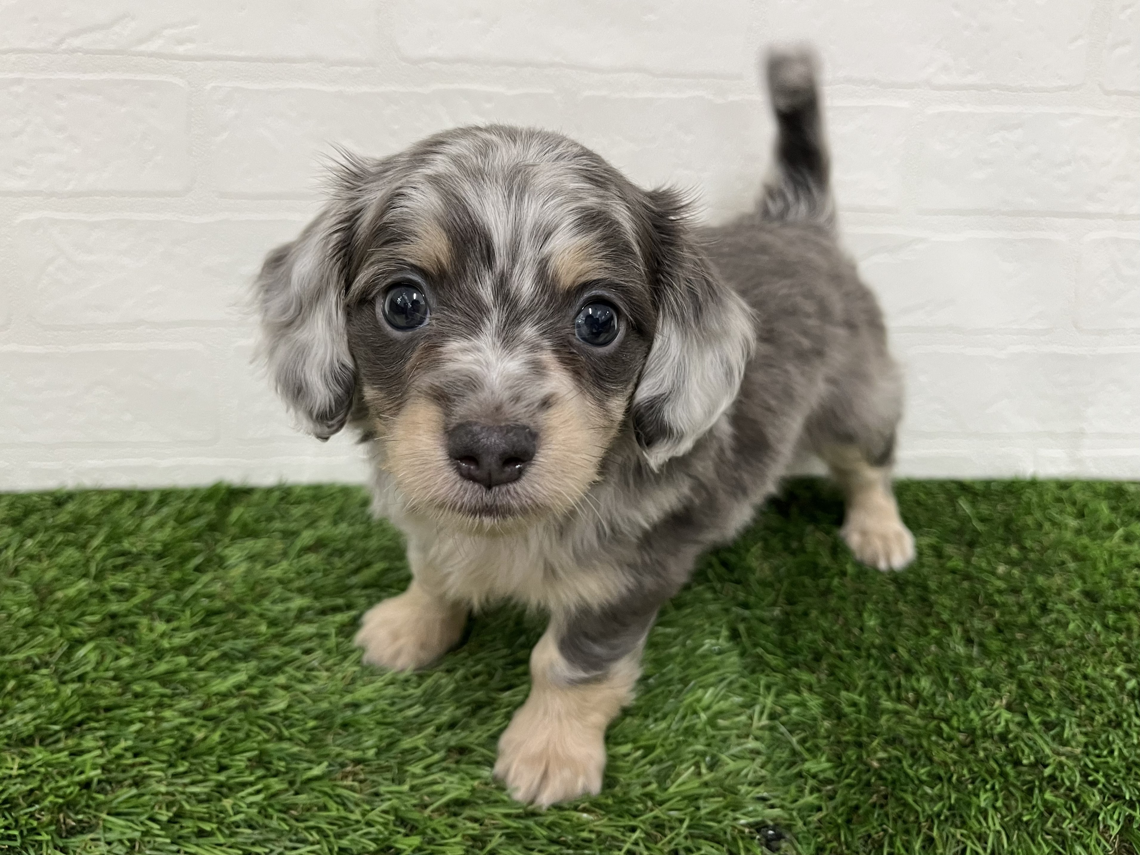 神奈川県のチワックス(チワワ×ダックス) (ワンニャンハウス新山下店/2026年1月26日生まれ/男の子/ブルータンダップル)の子犬の2枚目の画像