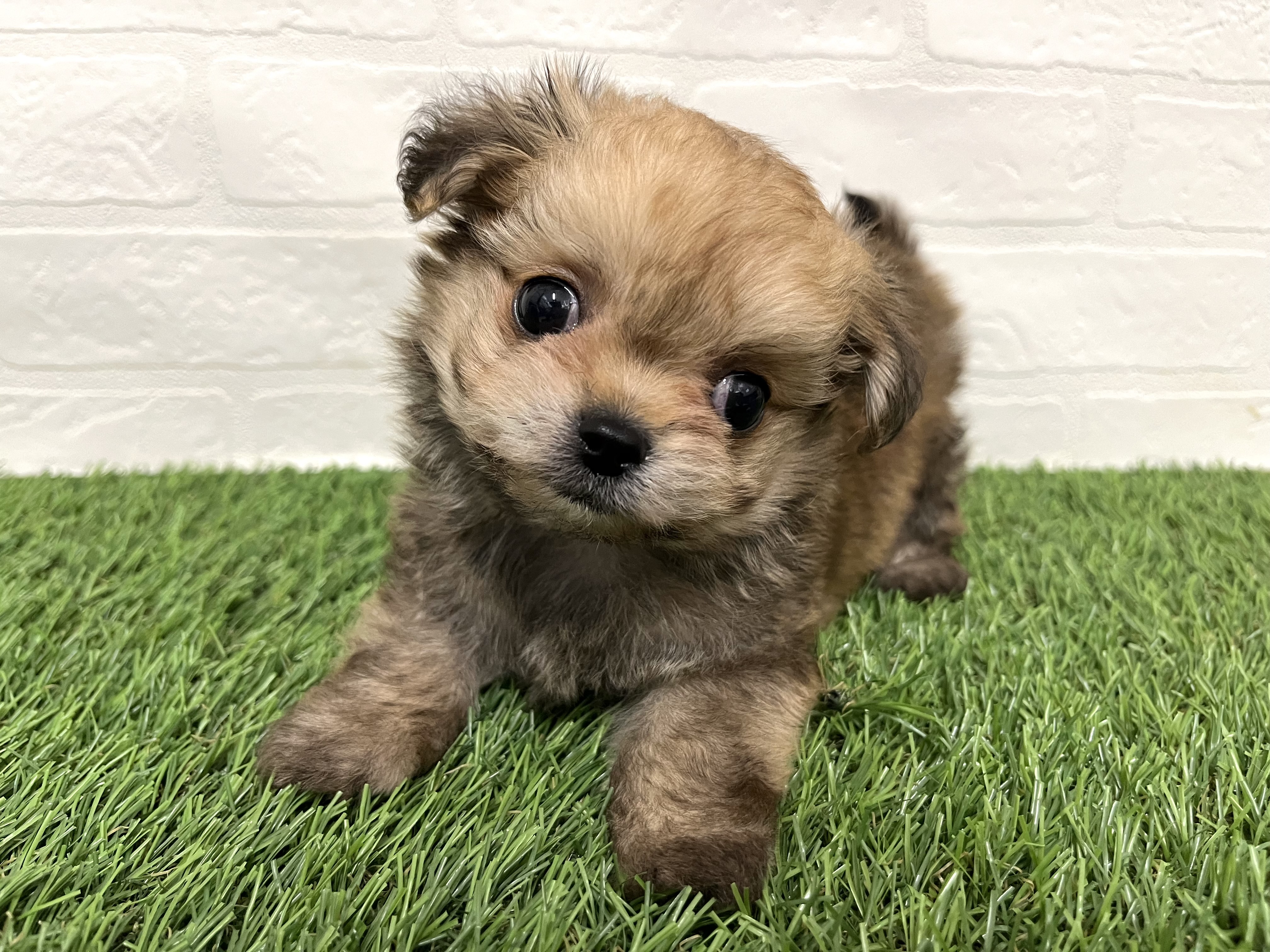 神奈川県のチワマル/マルチワ(チワワ×マルチーズ) (ワンニャンハウス新山下店/2025年9月6日生まれ/男の子/フォーン)の子犬の3枚目の画像