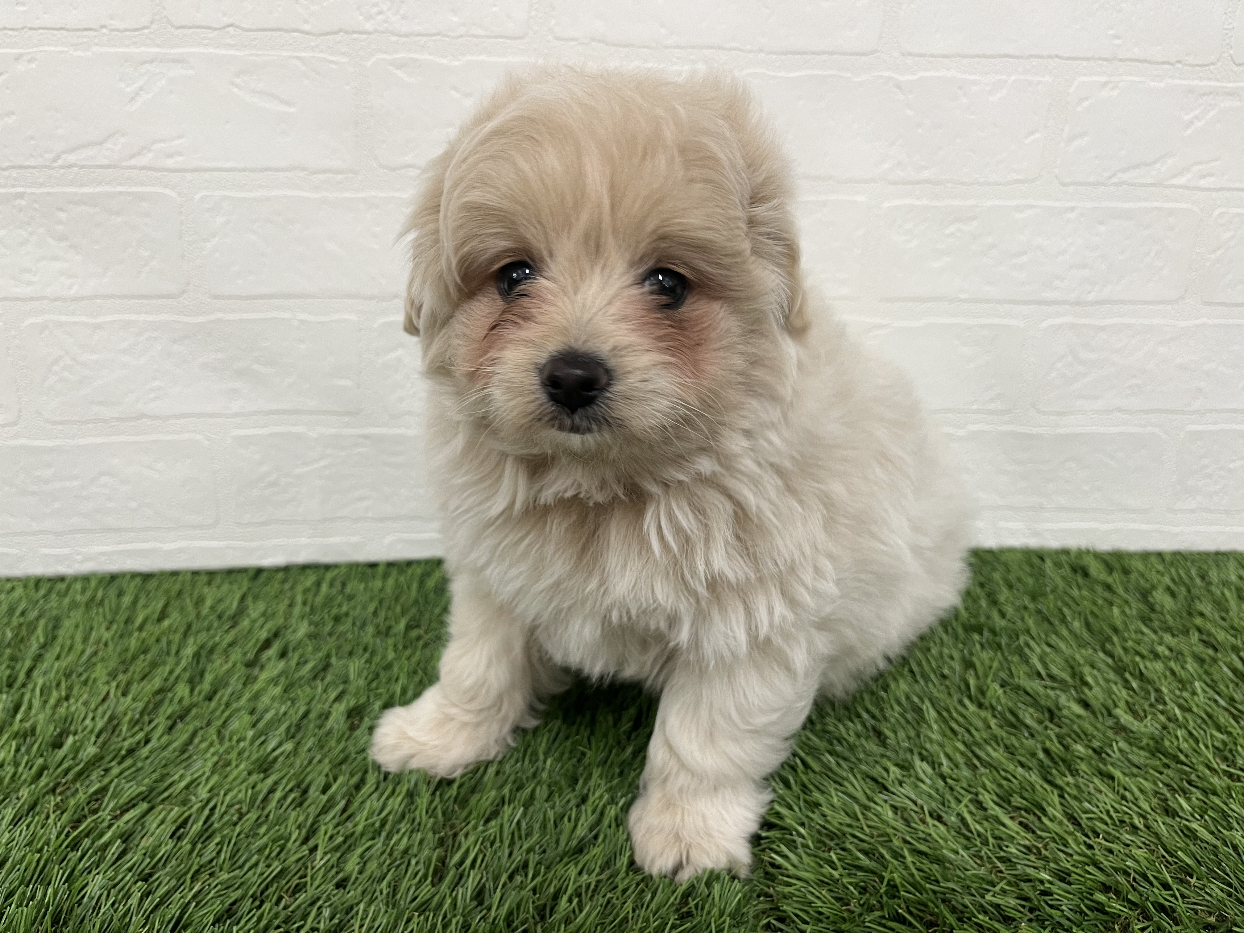 神奈川県のマルプー(マルチーズ×プードル) (ワンニャンハウス新山下店/2025年10月4日生まれ/男の子/ホワイトクリーム)の子犬の4枚目の画像