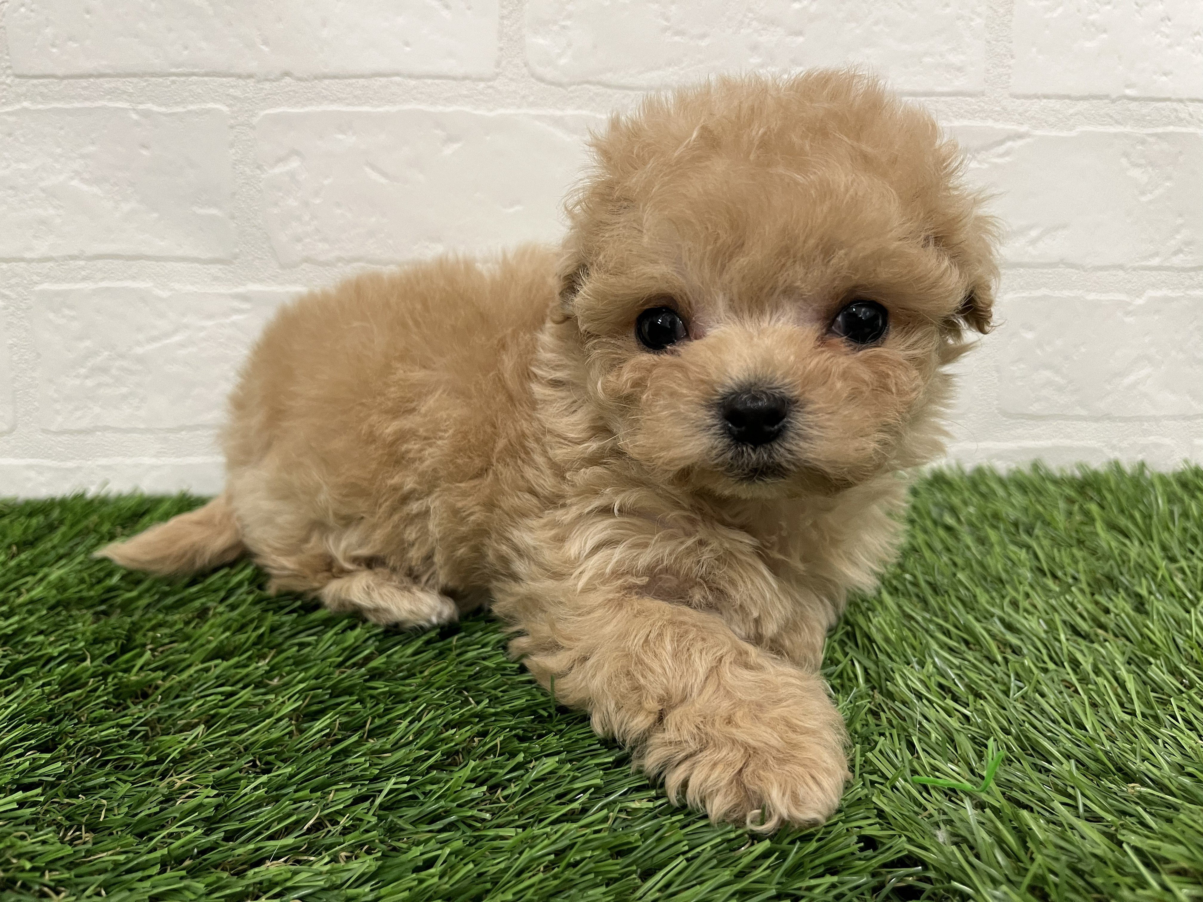 神奈川県のマルプー(マルチーズ×プードル) (ワンニャンハウス新山下店/2025年12月2日生まれ/女の子/アプリコット)の子犬の4枚目の画像